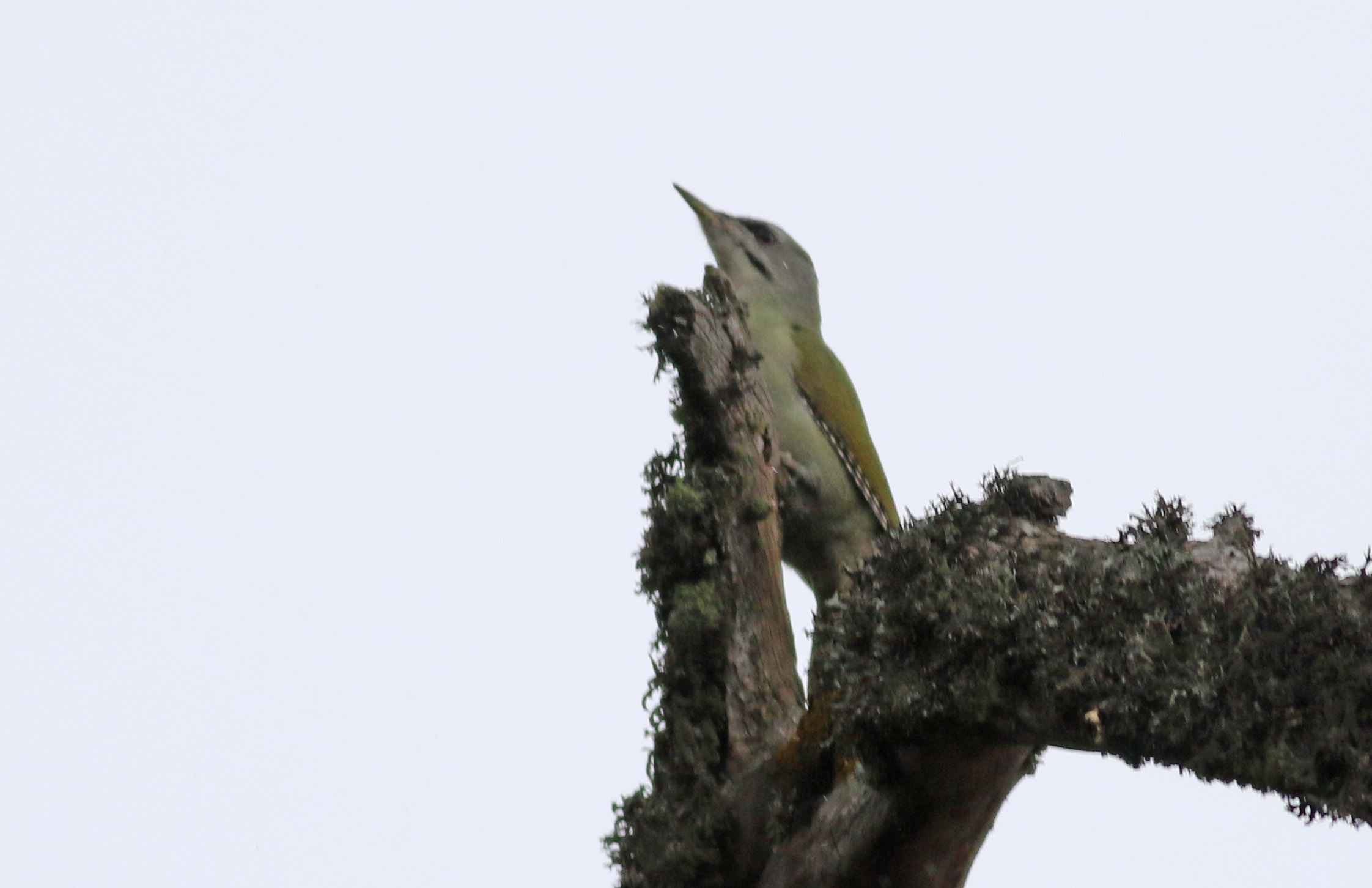 Gray-headed Woodpecker