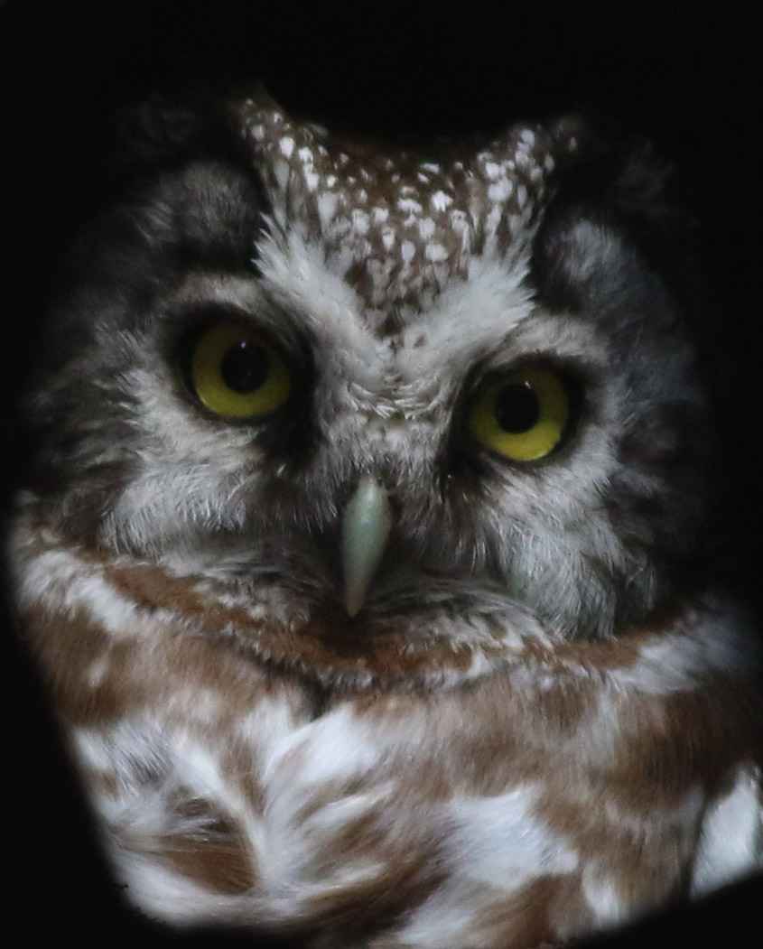 Boreal Owl