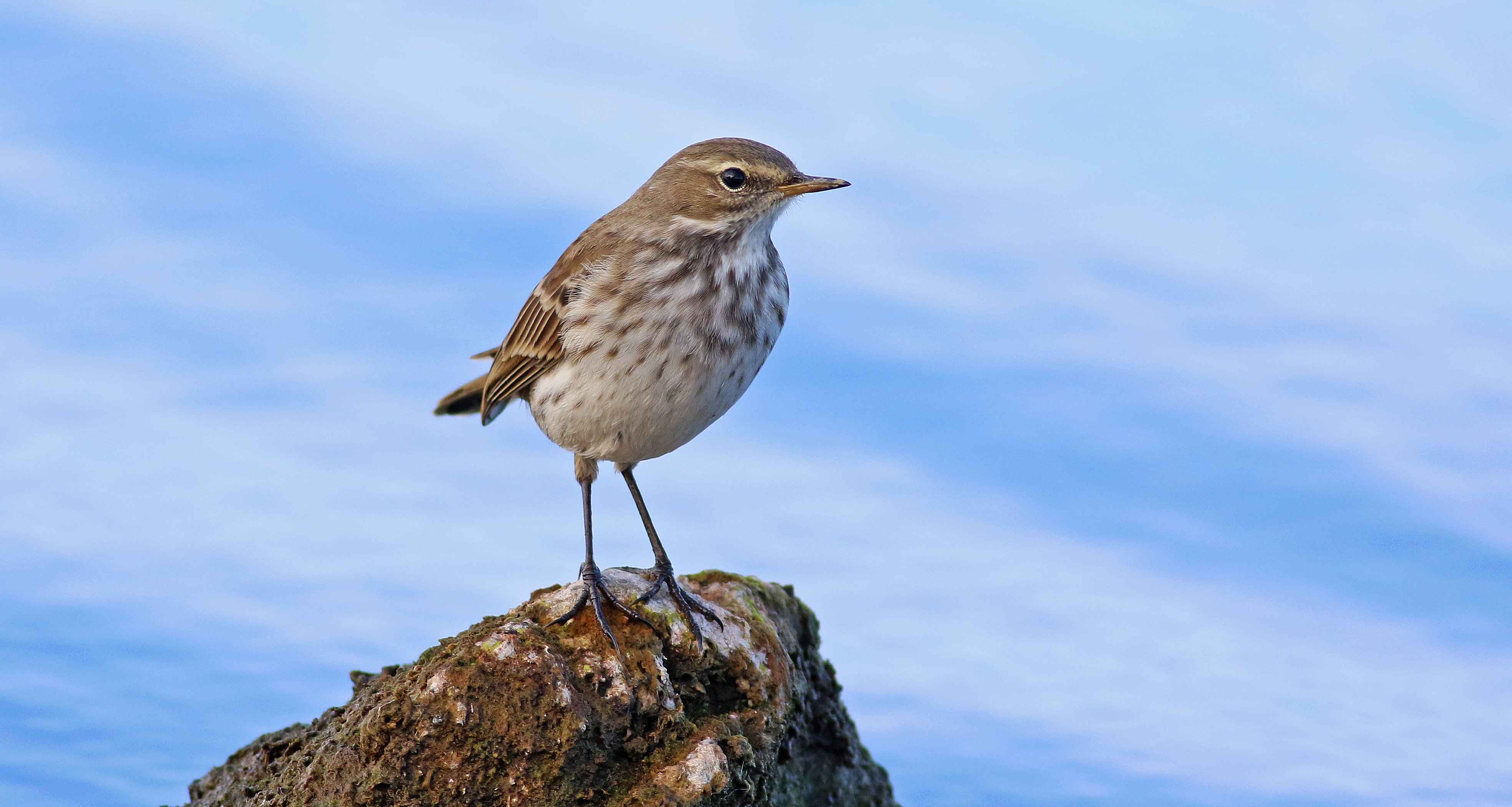 Water Pipit