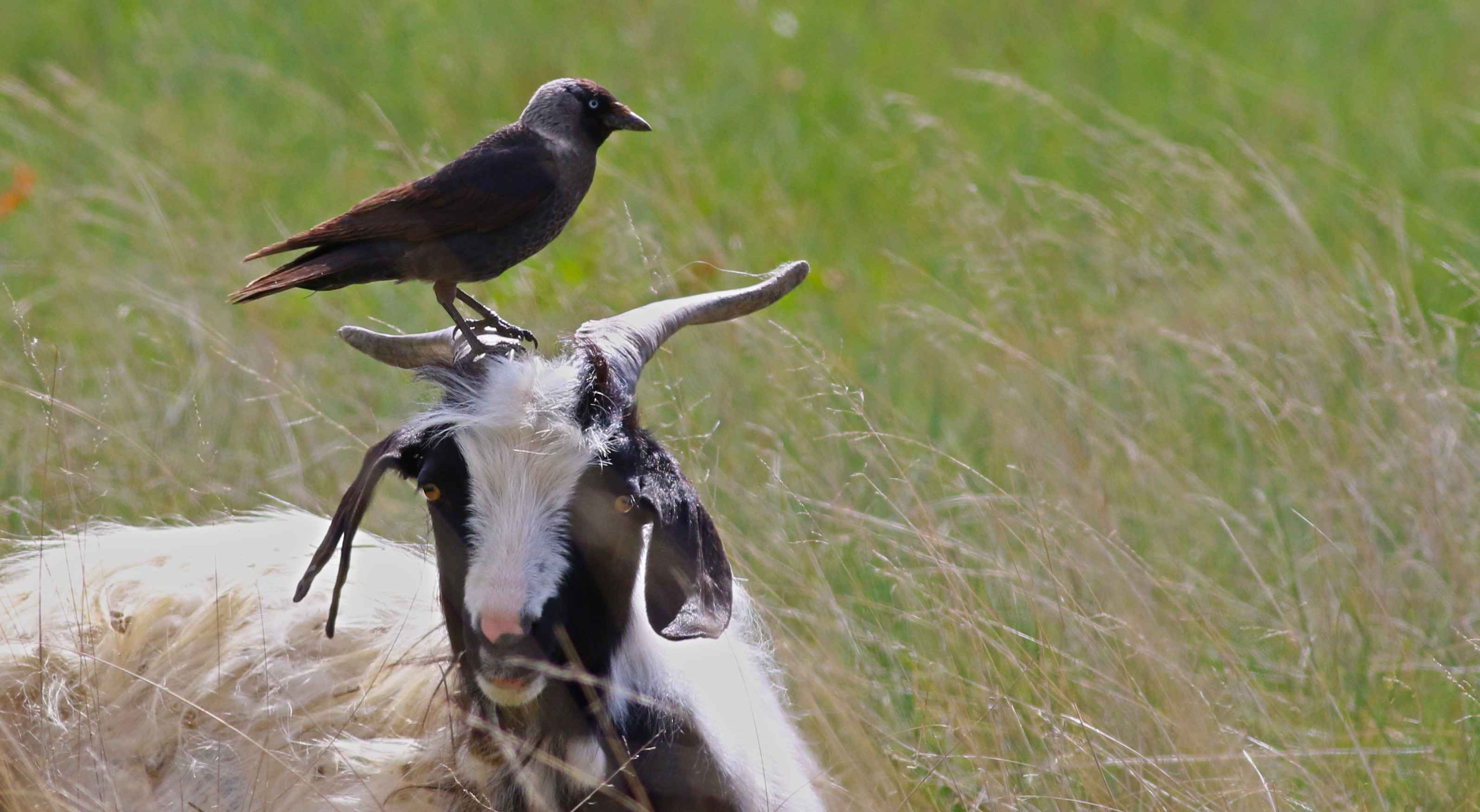 Eurasian Jackdaw