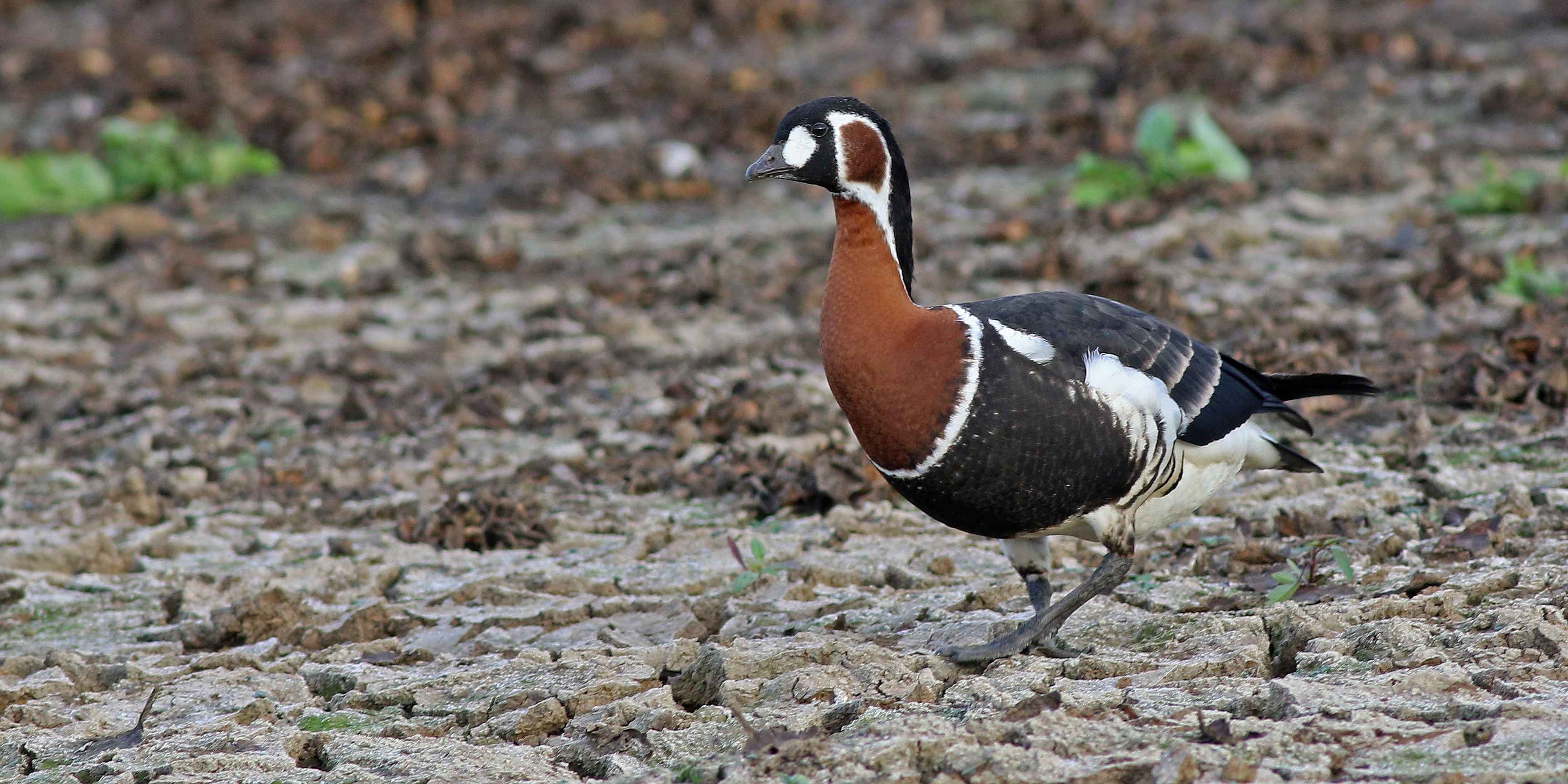 Red-breasted Goose