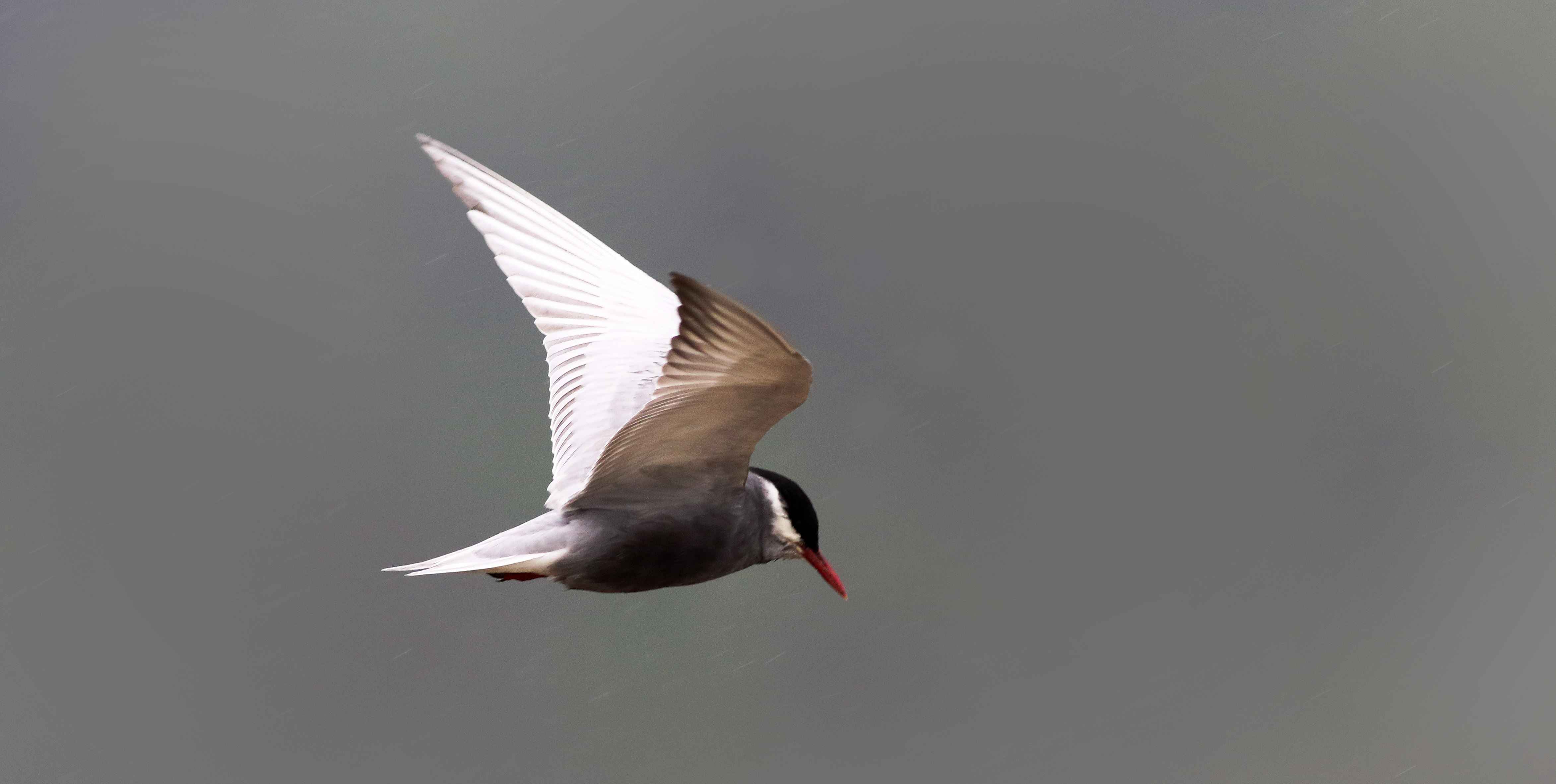 Common Tern