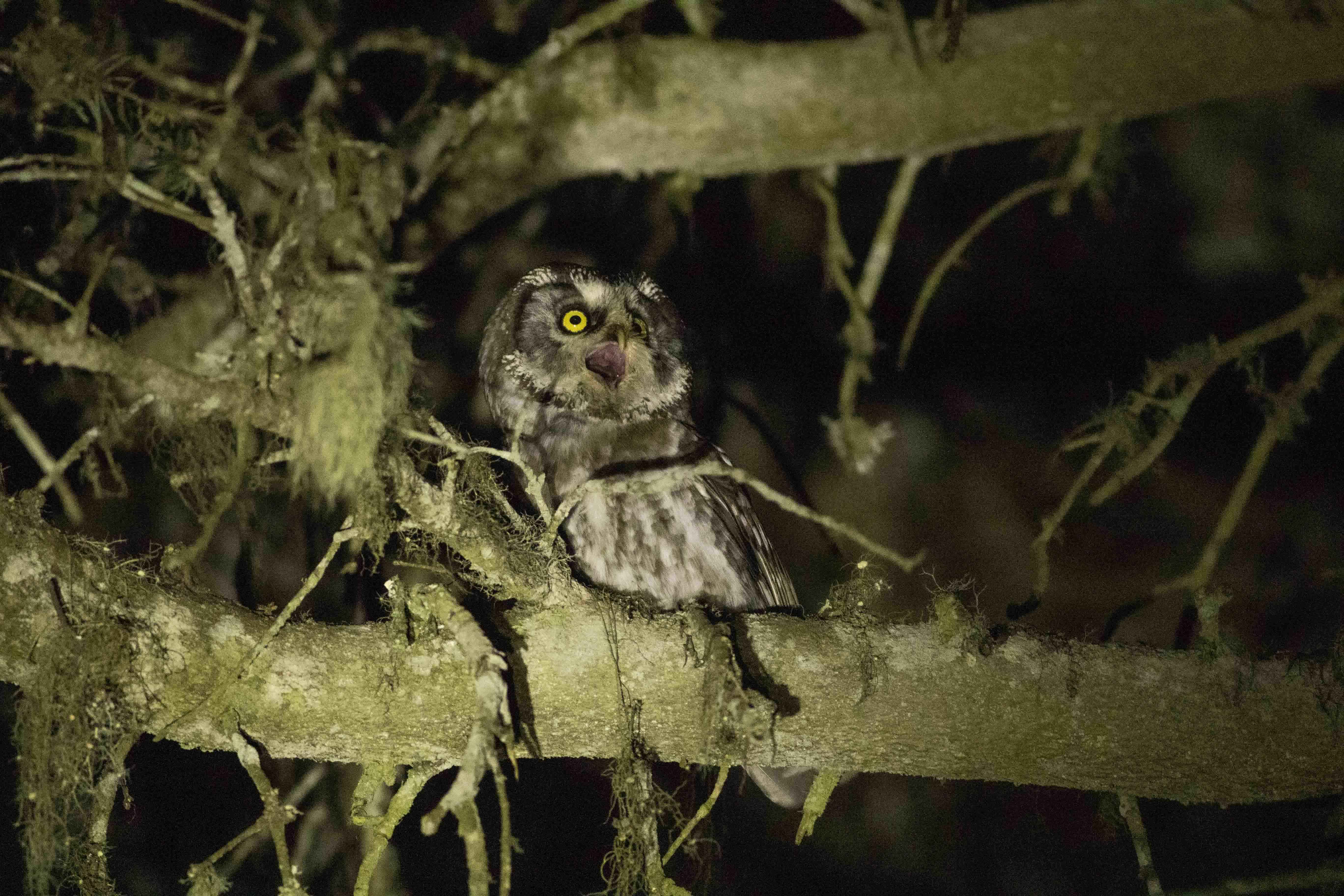Boreal Owl