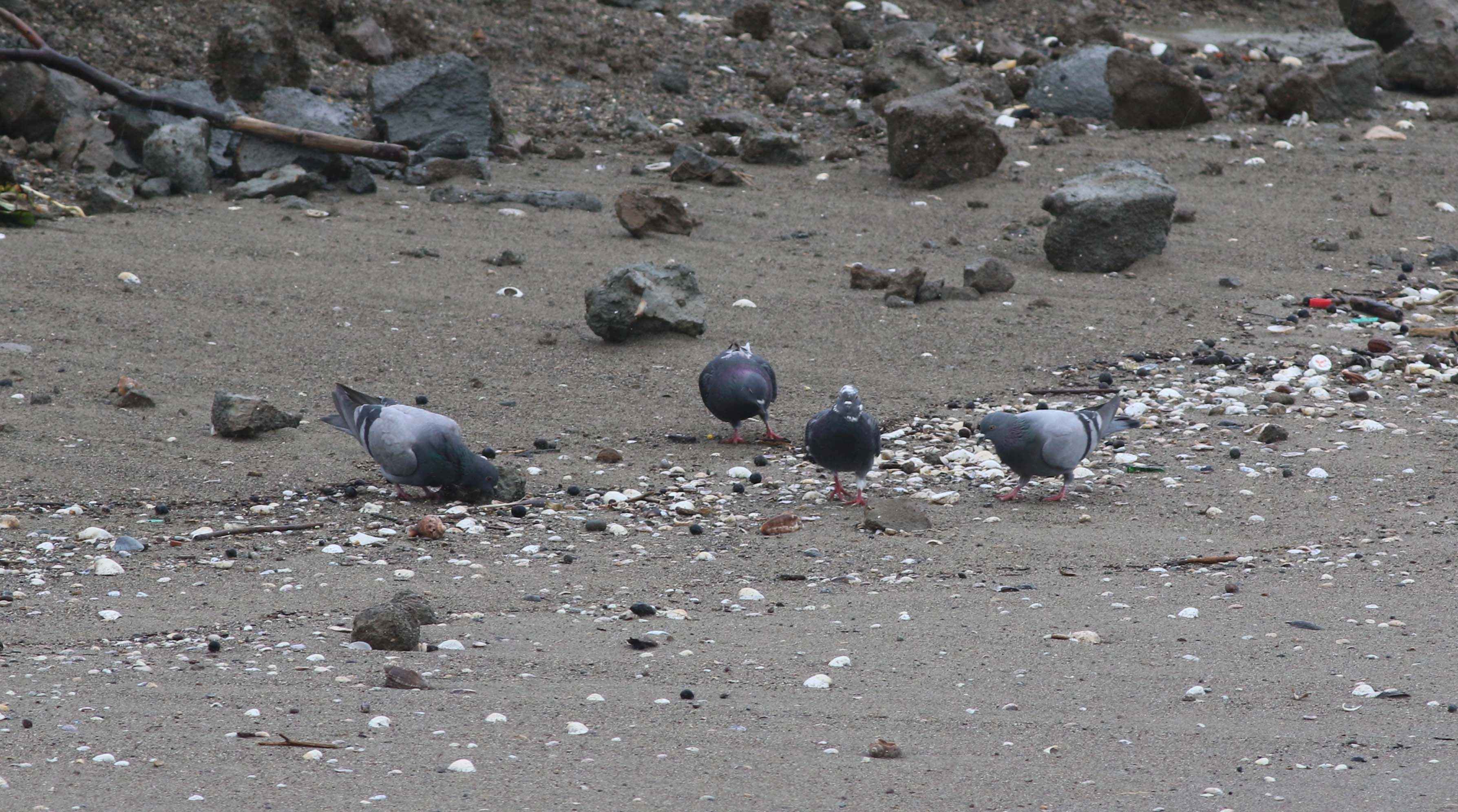 Rock Pigeon