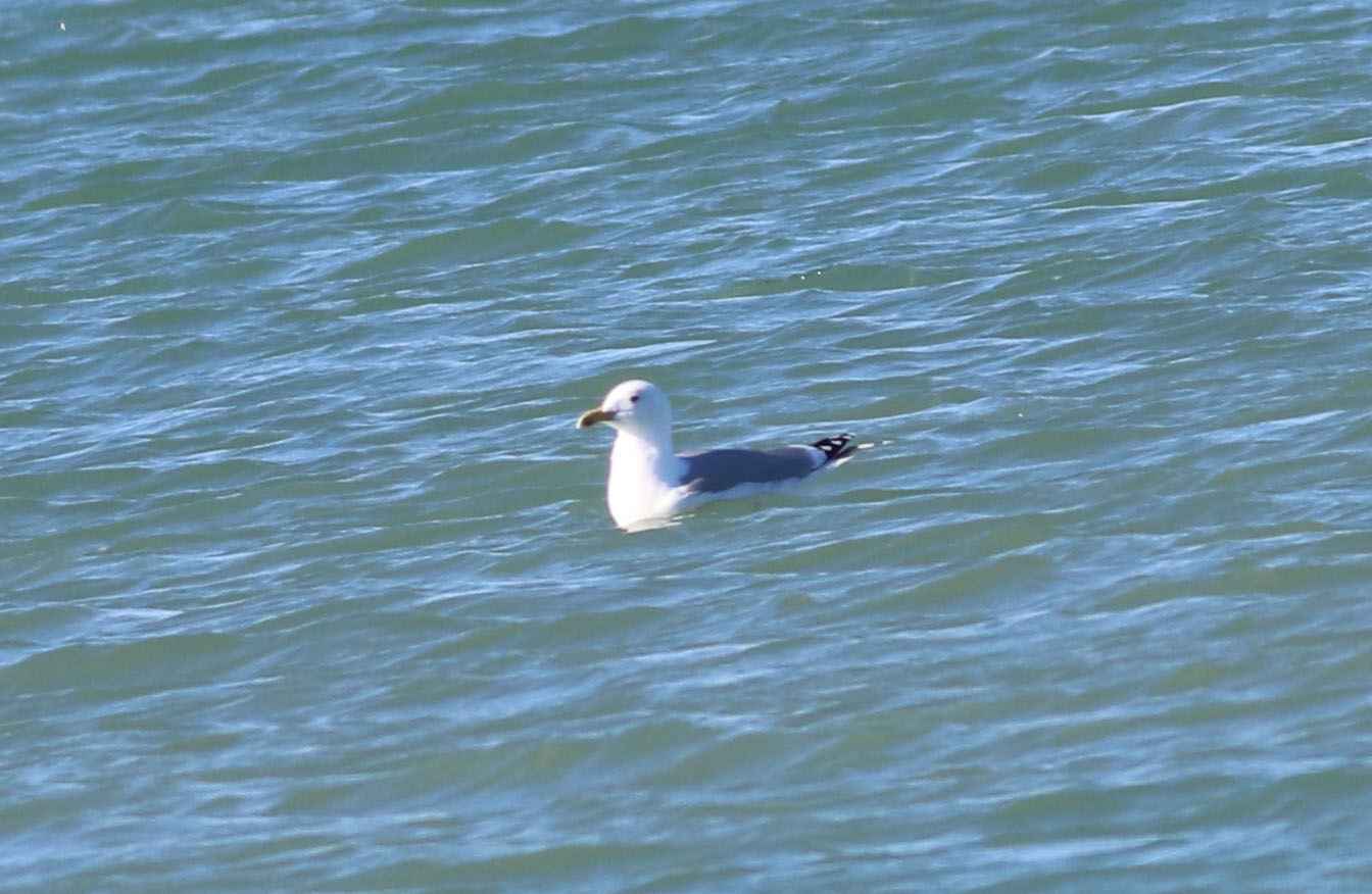 Caspian Gull