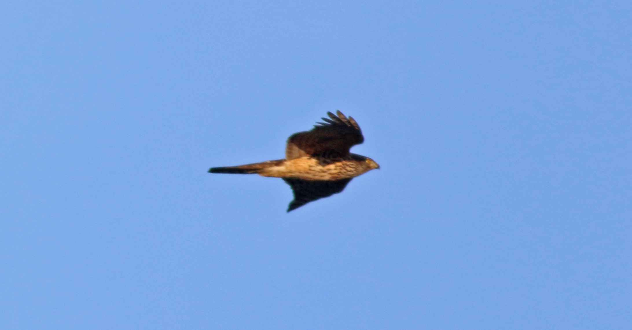 Northern Goshawk