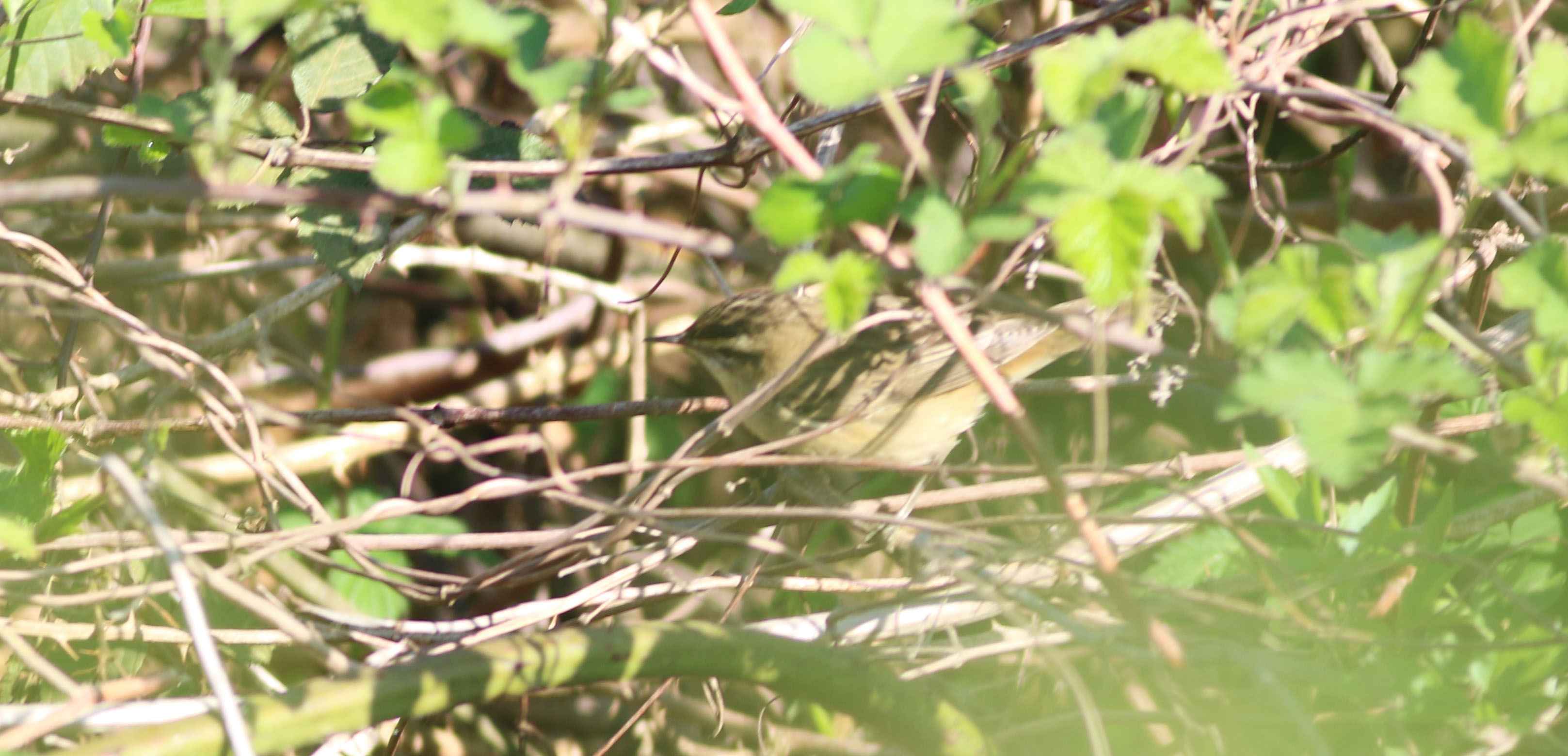 Sedge Warbler