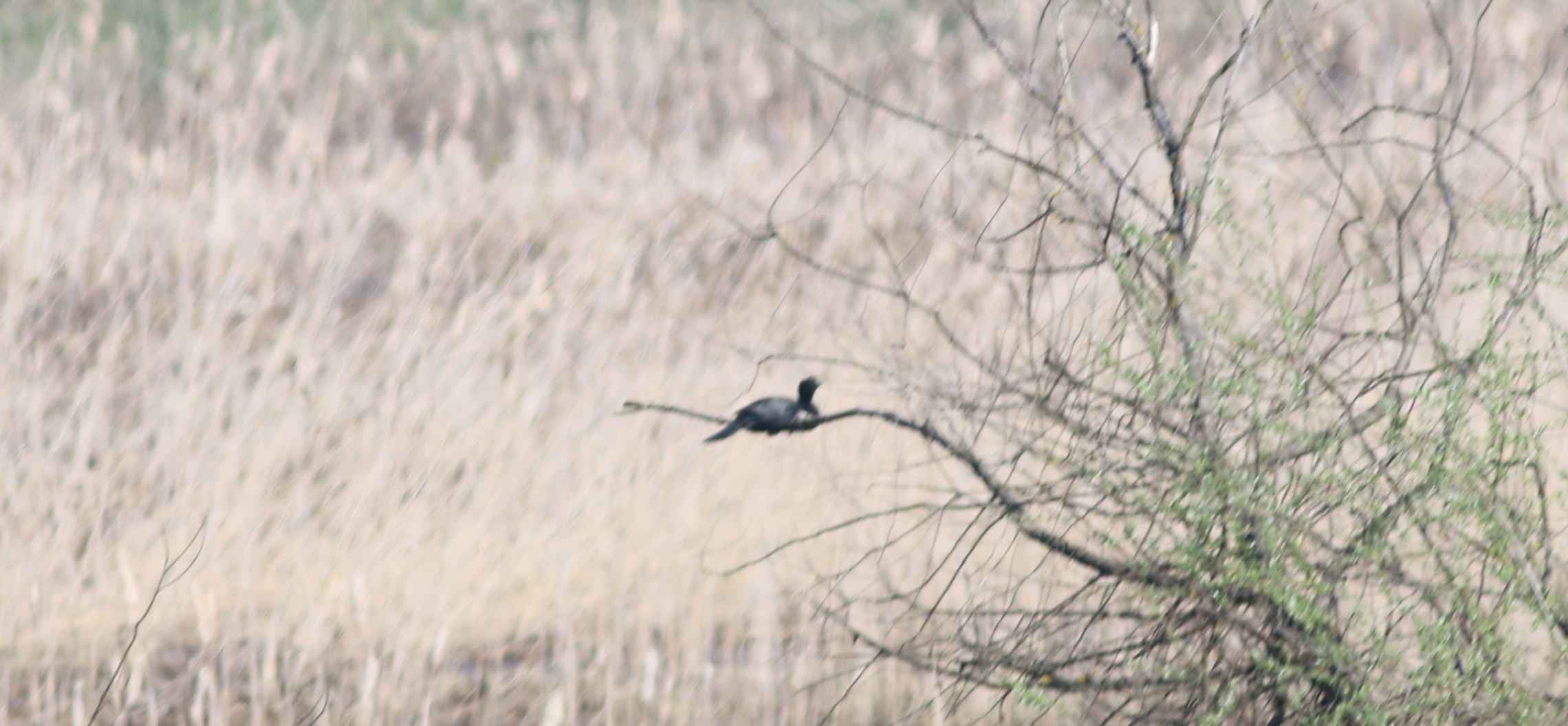 Little Grebe
