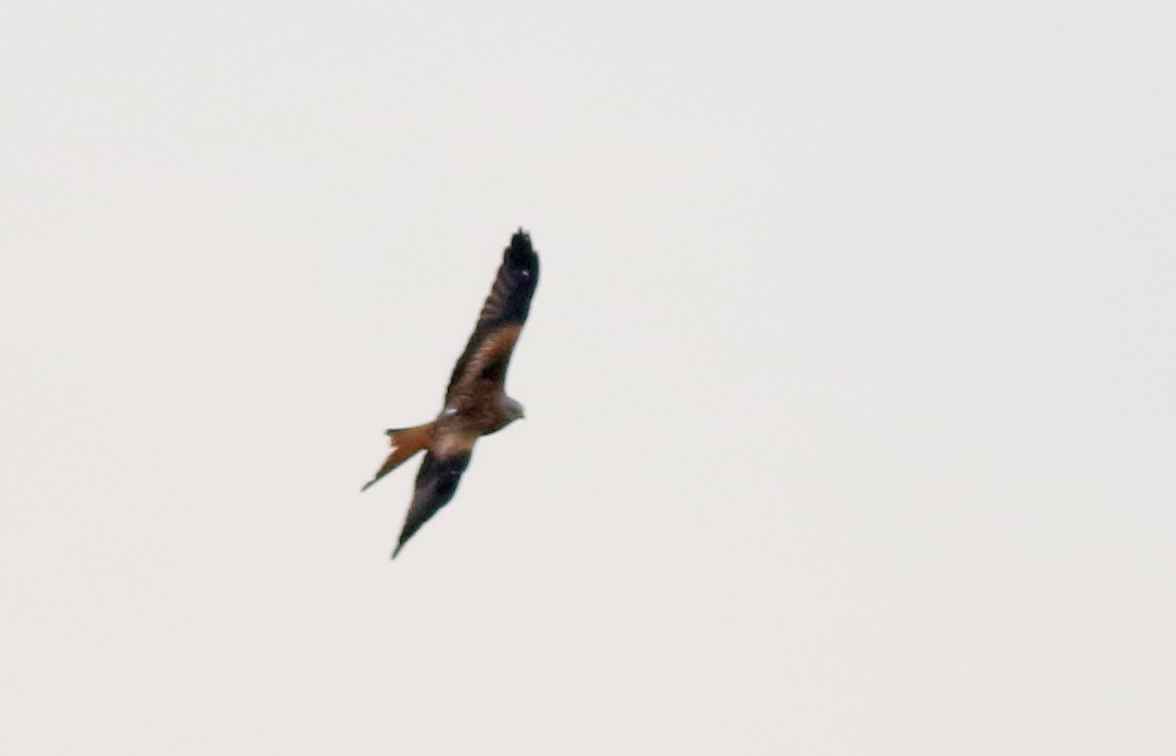 Red Kite
