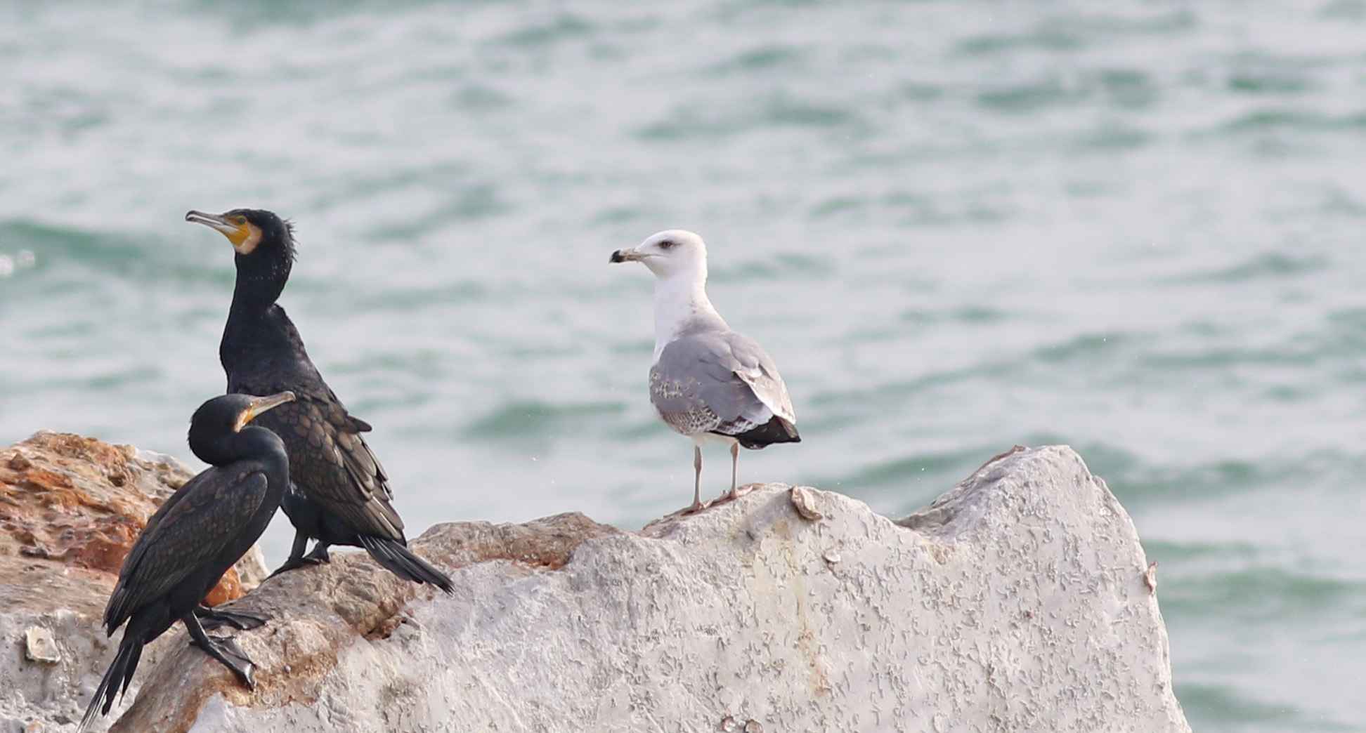 Caspian Gull