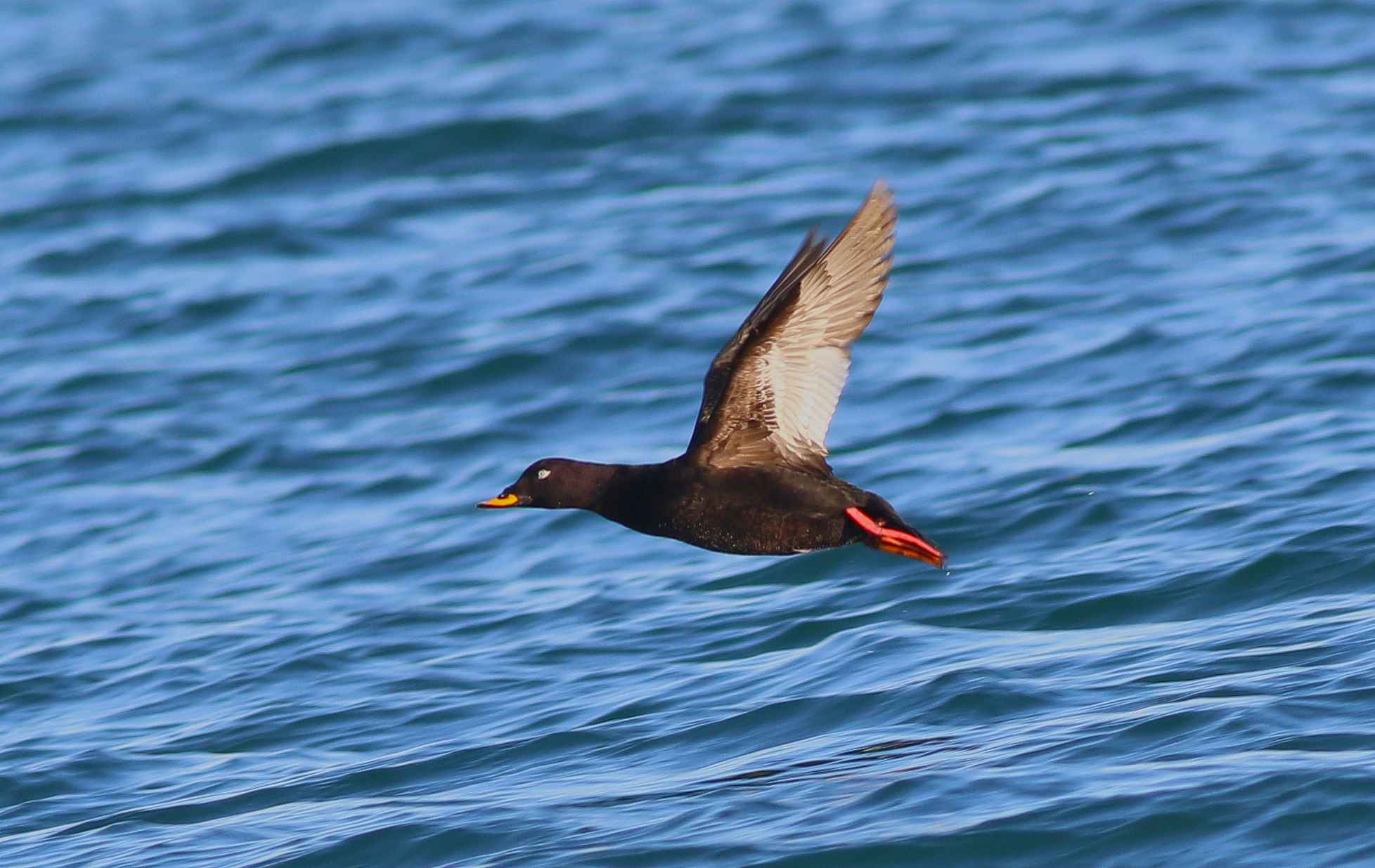 Velvet Scoter