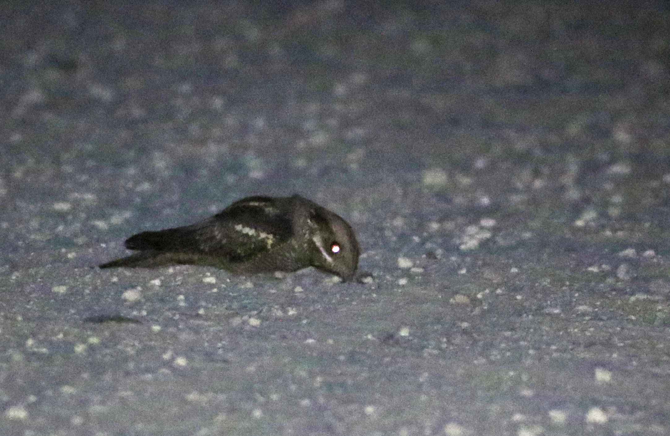 Eurasian Nightjar