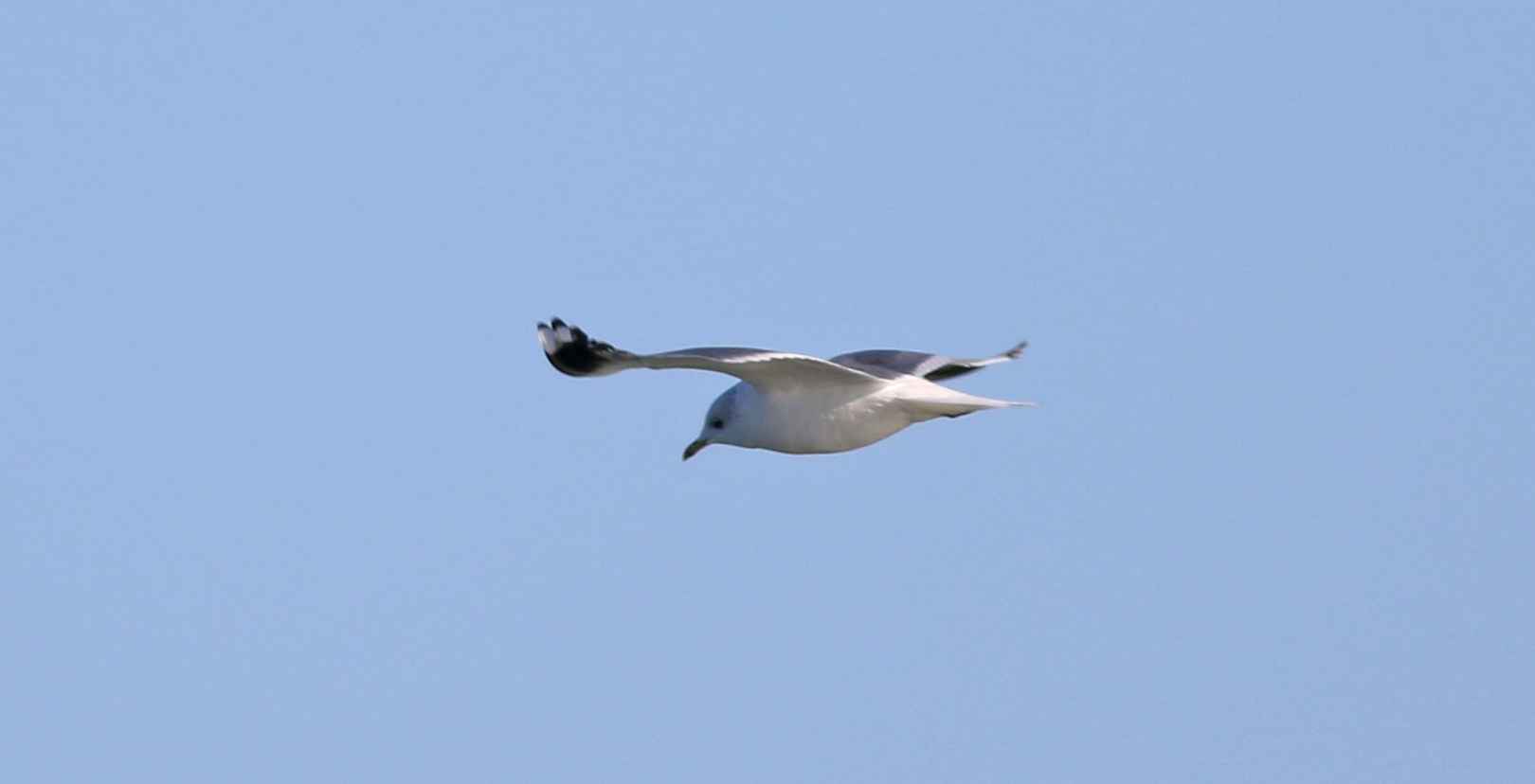 Mew Gull