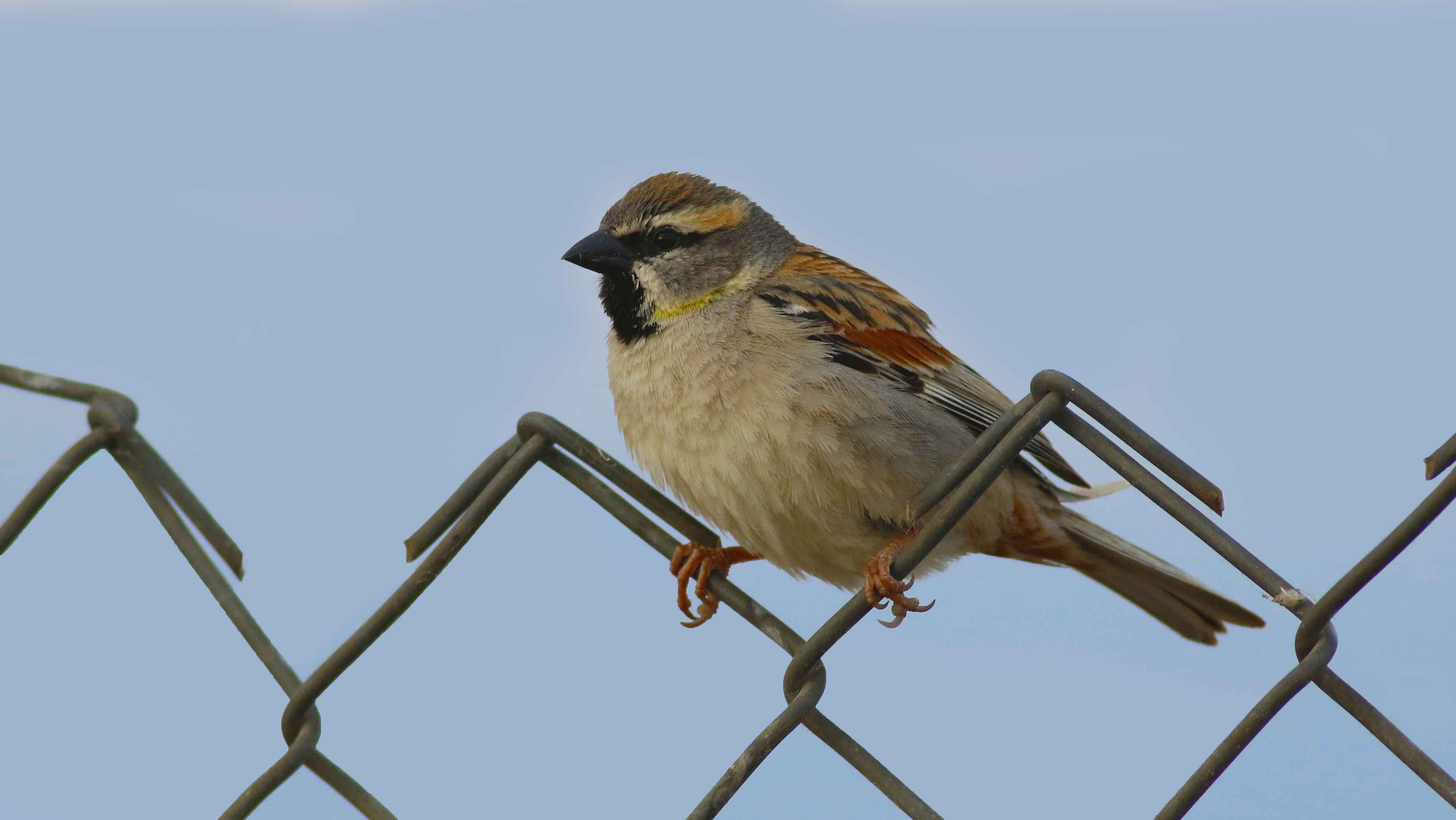 Dead Sea Sparrow