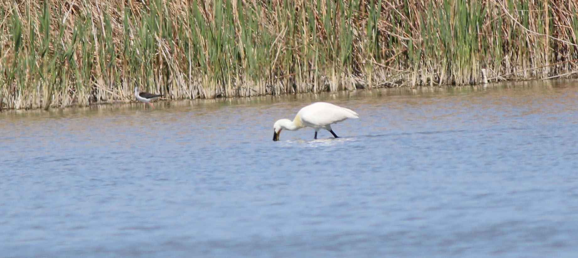 Eurasian Spoonbill
