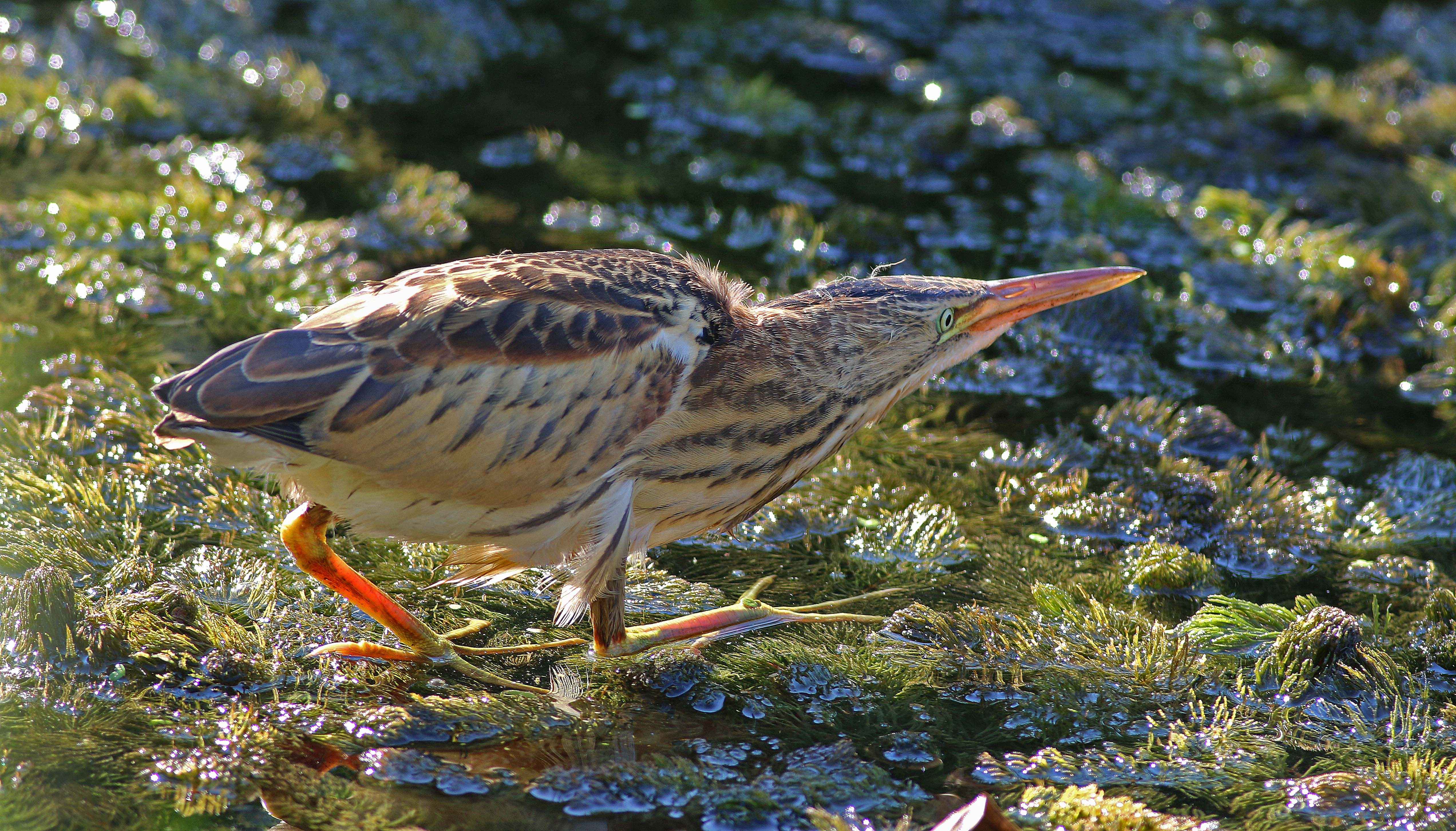 Little Bittern