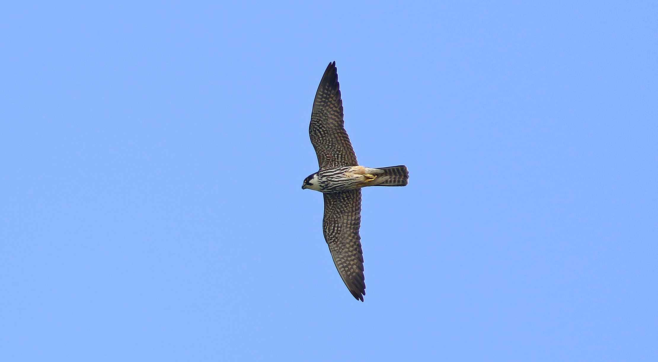 Eurasian Hobby