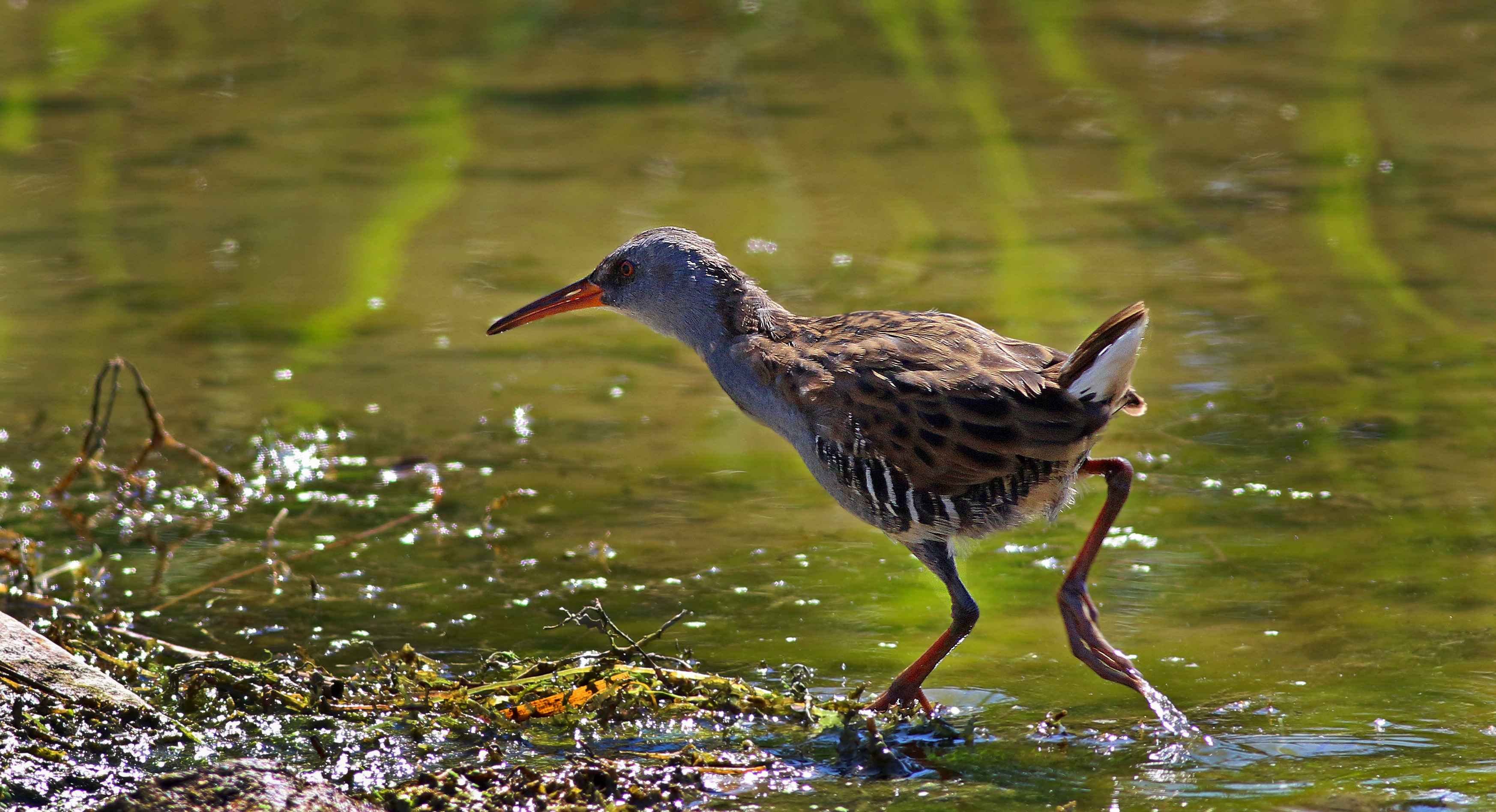 Water Rail