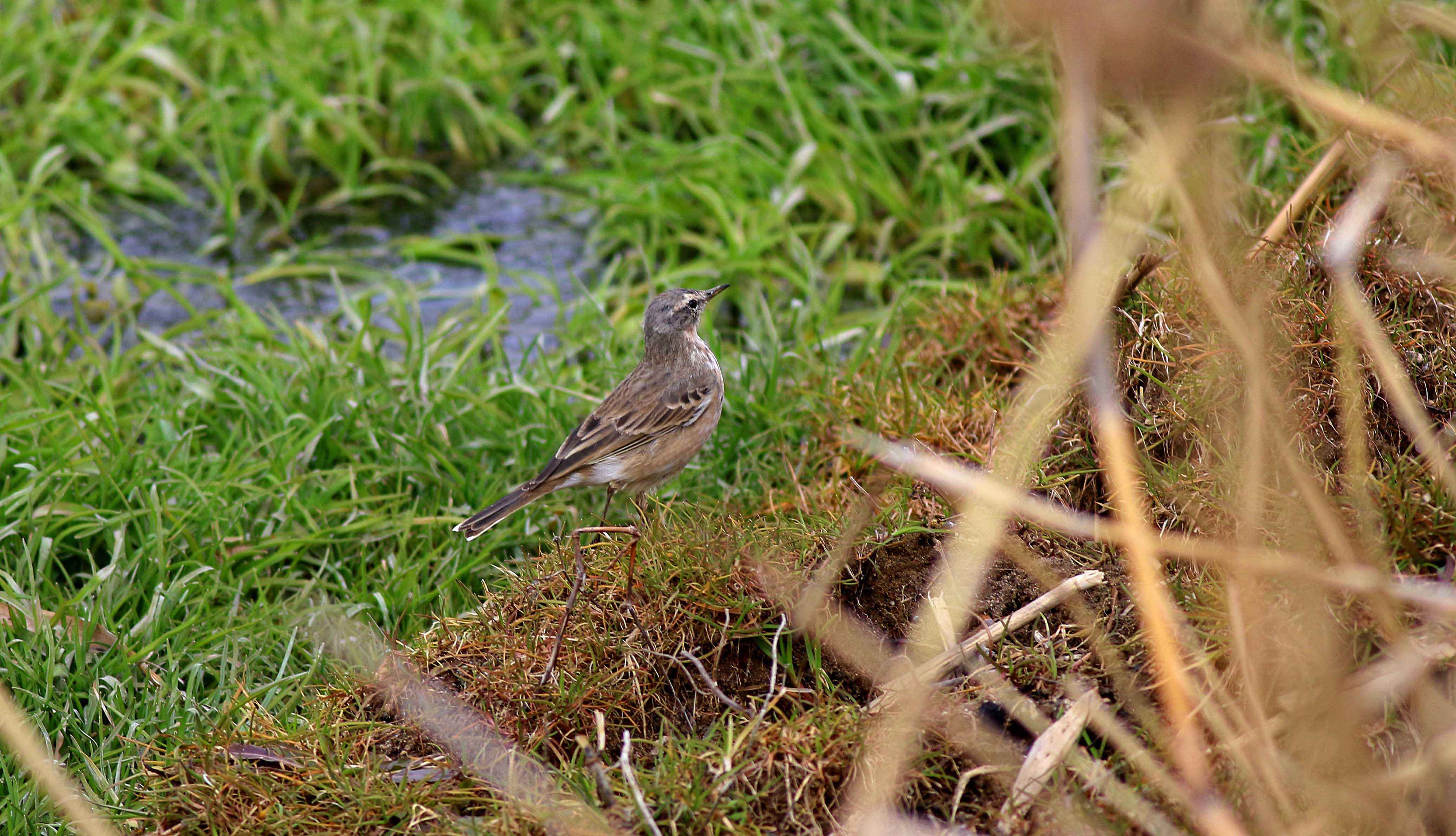 Western Yellow Wagtail