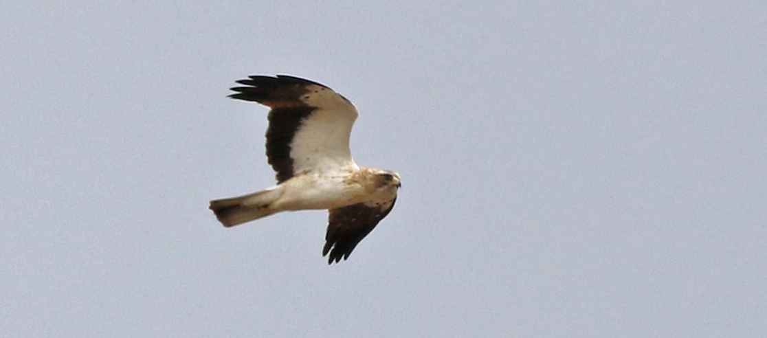 Booted Eagle