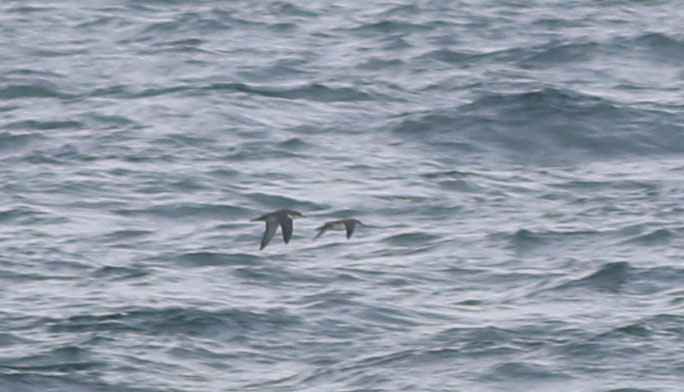 Yelkouan Shearwater