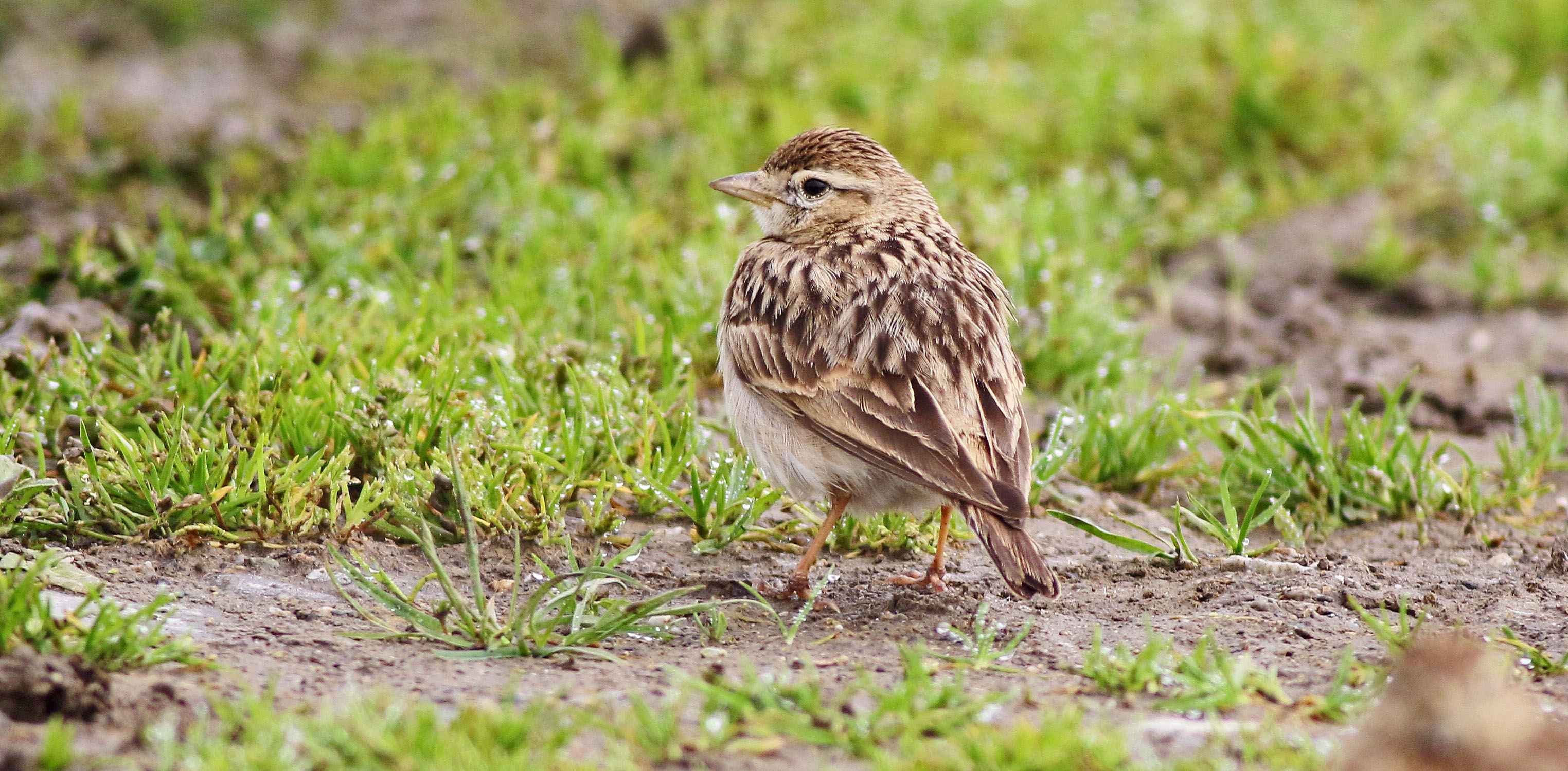 Greater Short-toed Lark