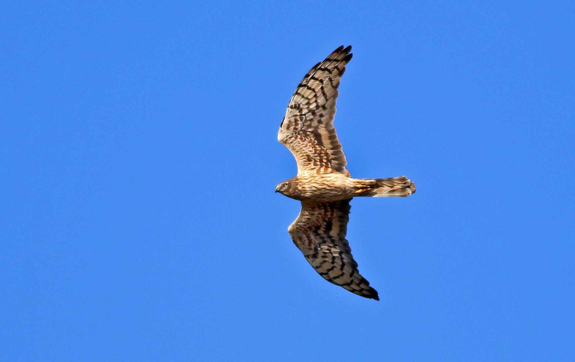 Montagu's Harrier