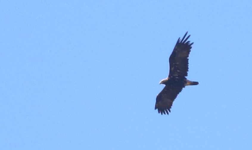 Golden Eagle