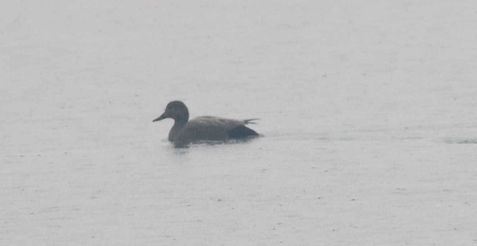 Garganey
