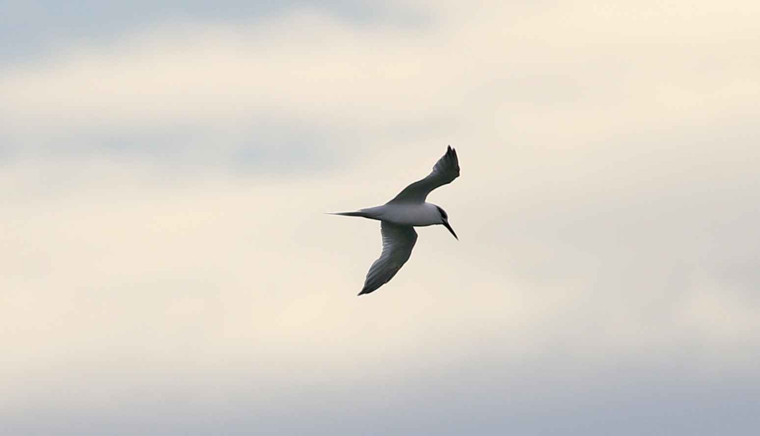 Sandwich Tern