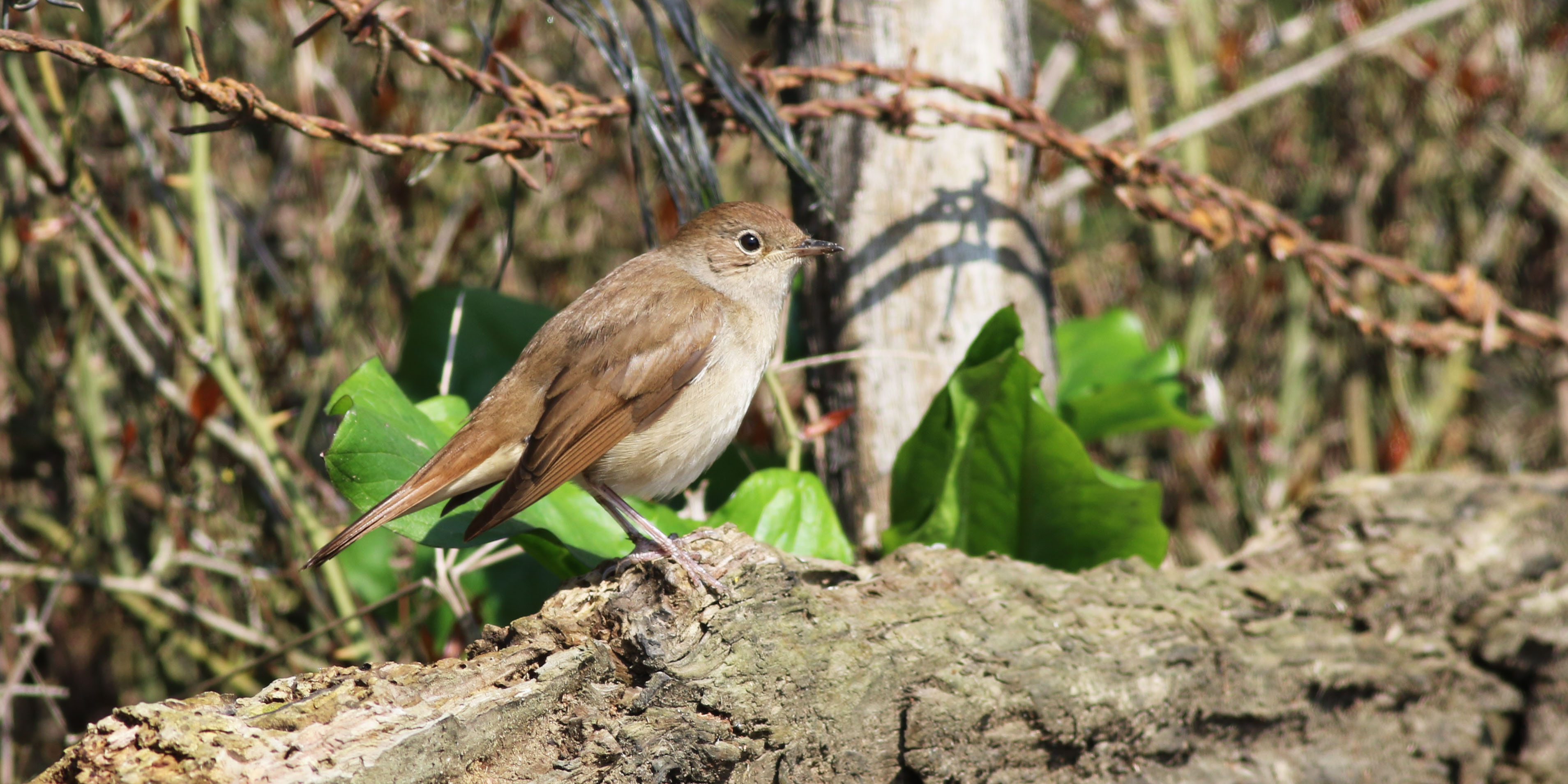 Common Nightingale