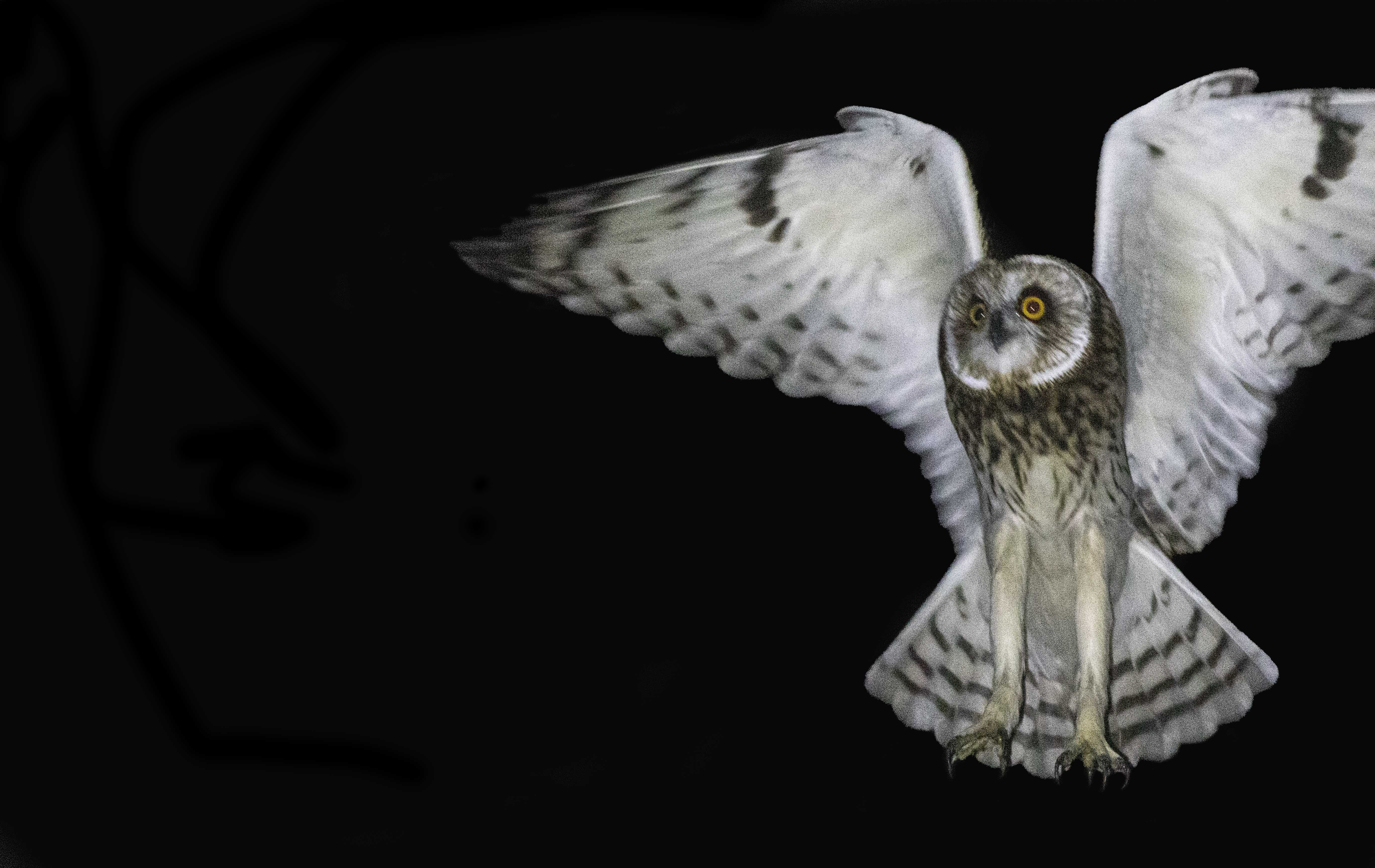 Short-eared Owl