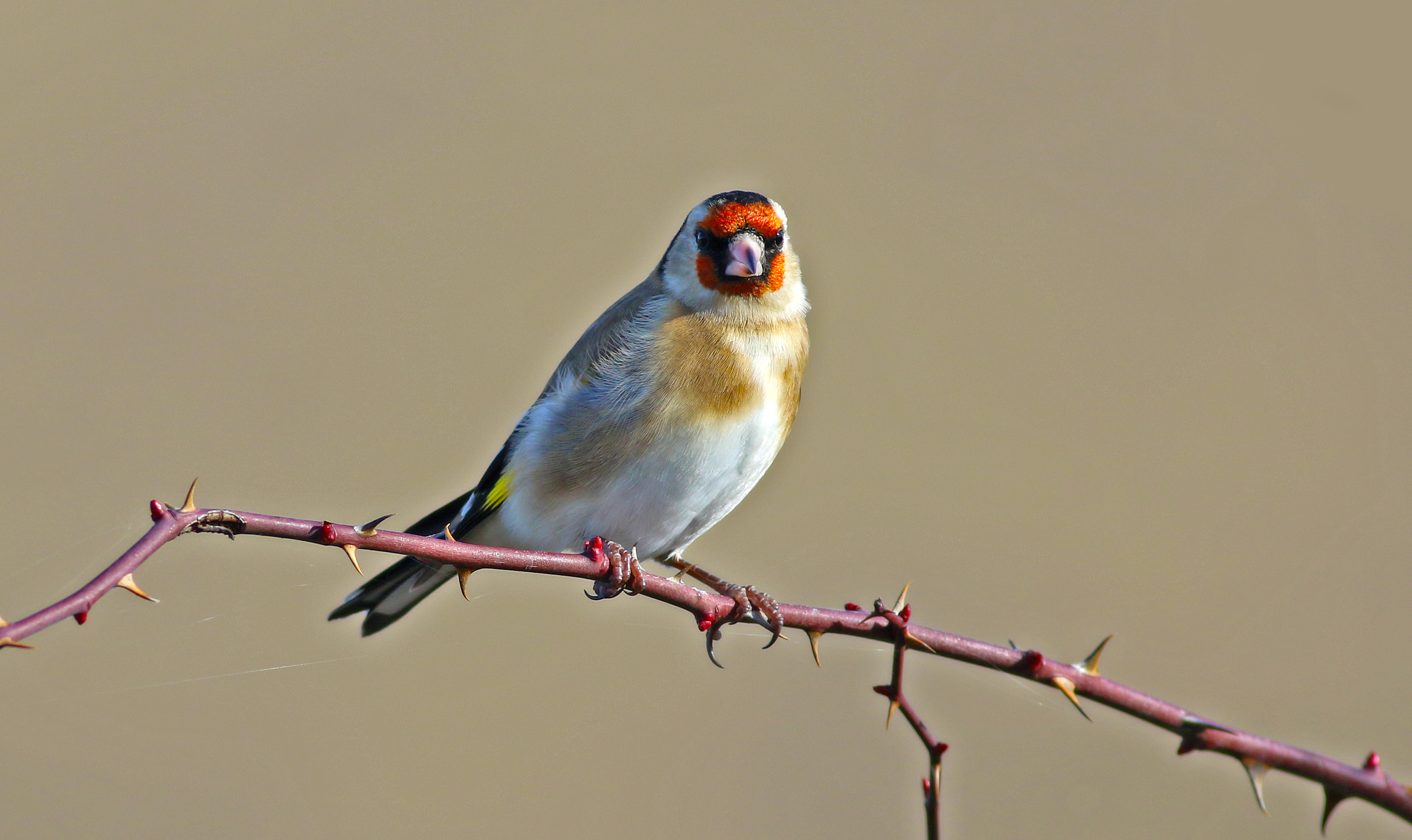 European Goldfinch