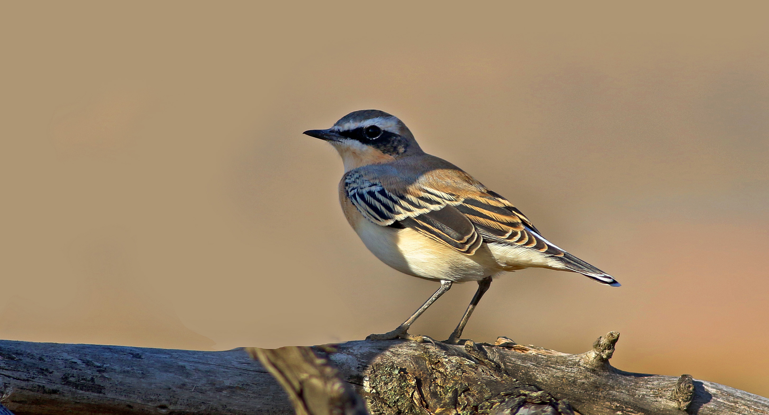 Northern Wheatear