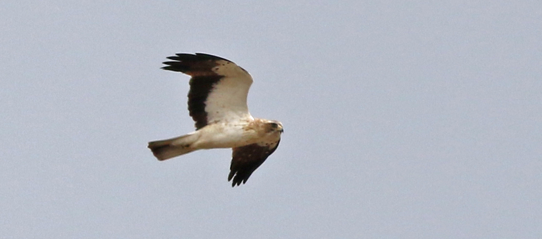 Booted Eagle