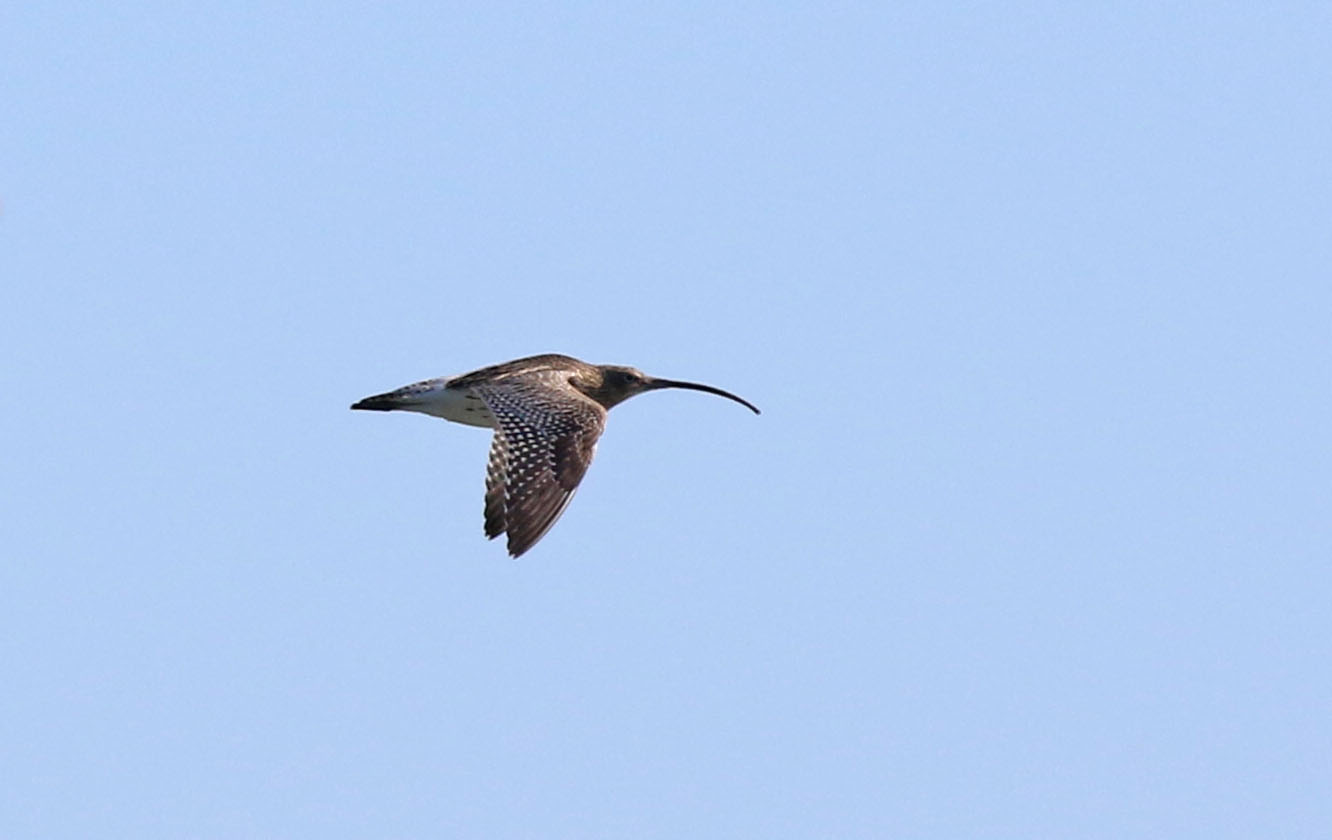 Eurasian Curlew