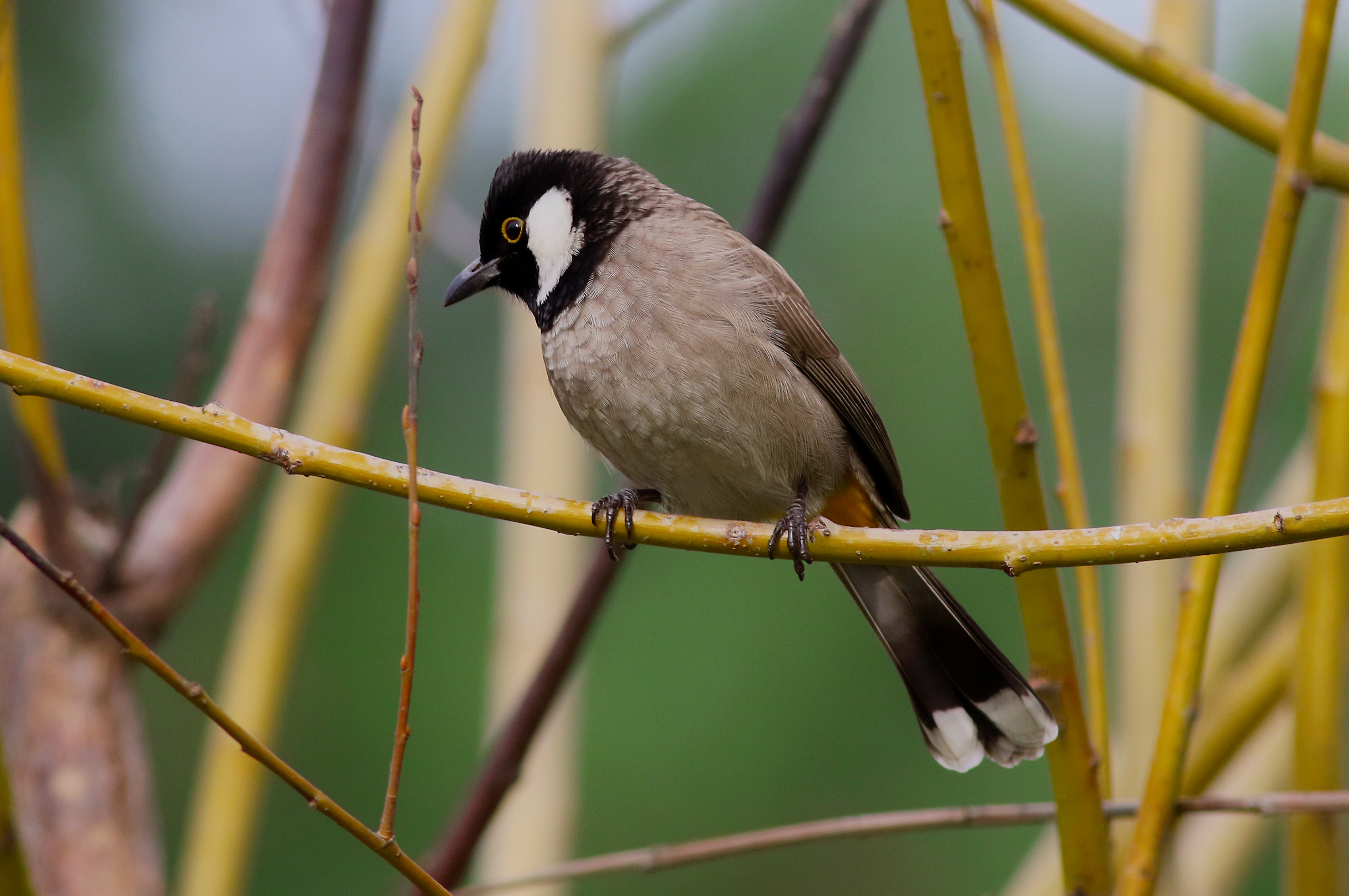White-eared Bulbul