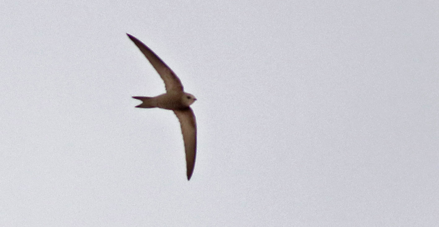 Common Swift