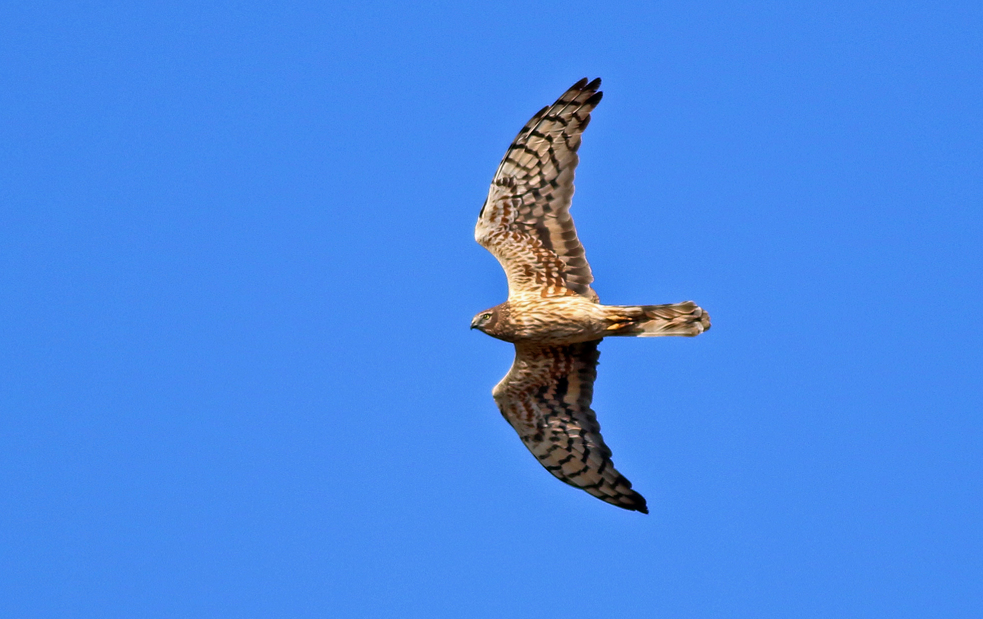 Montagu's Harrier