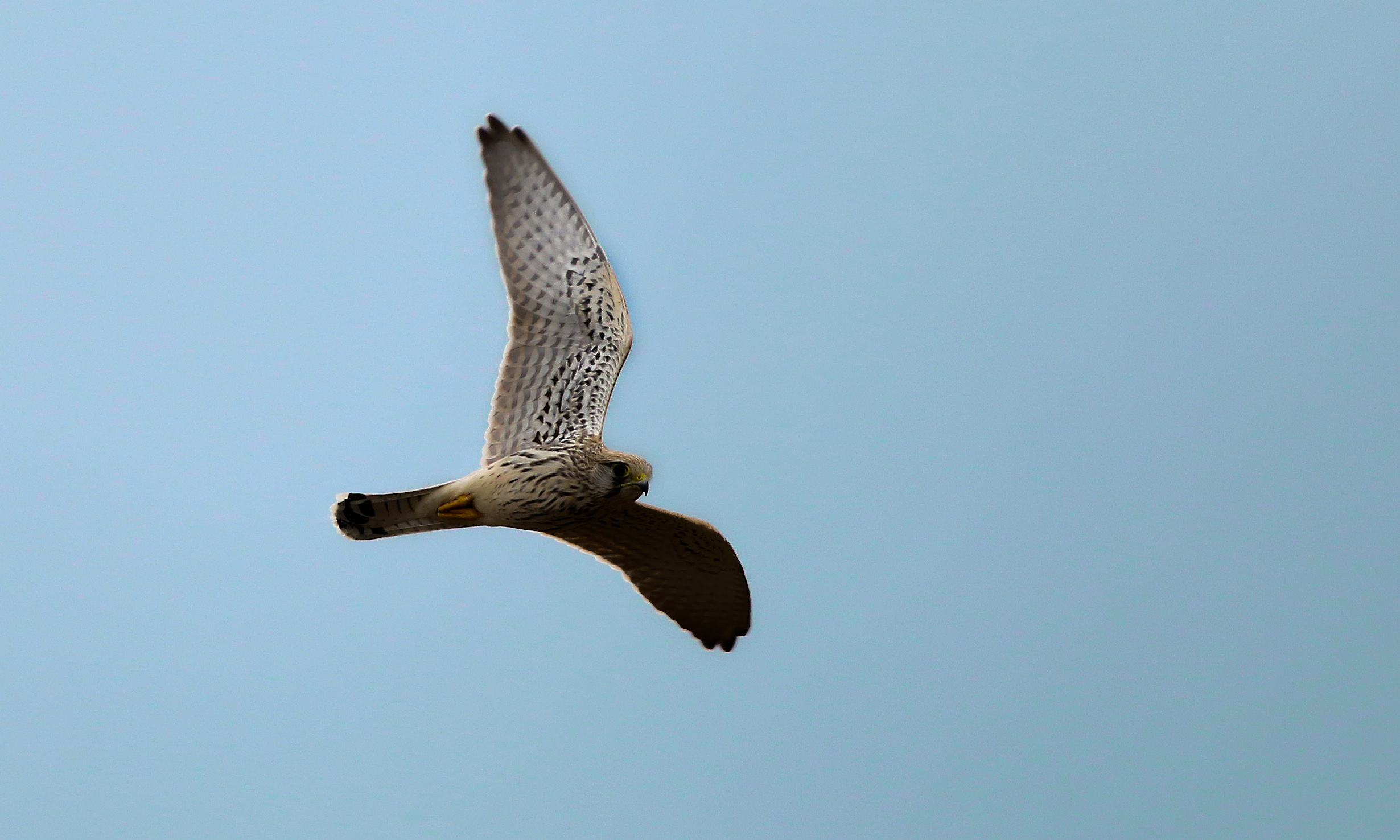 Eurasian Kestrel