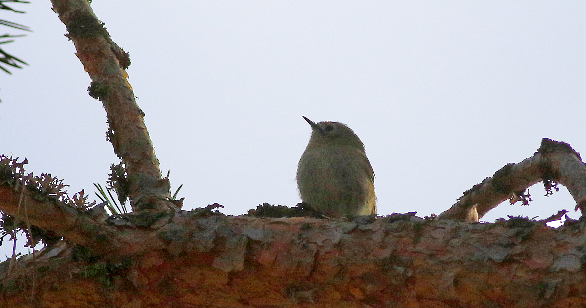 Goldcrest
