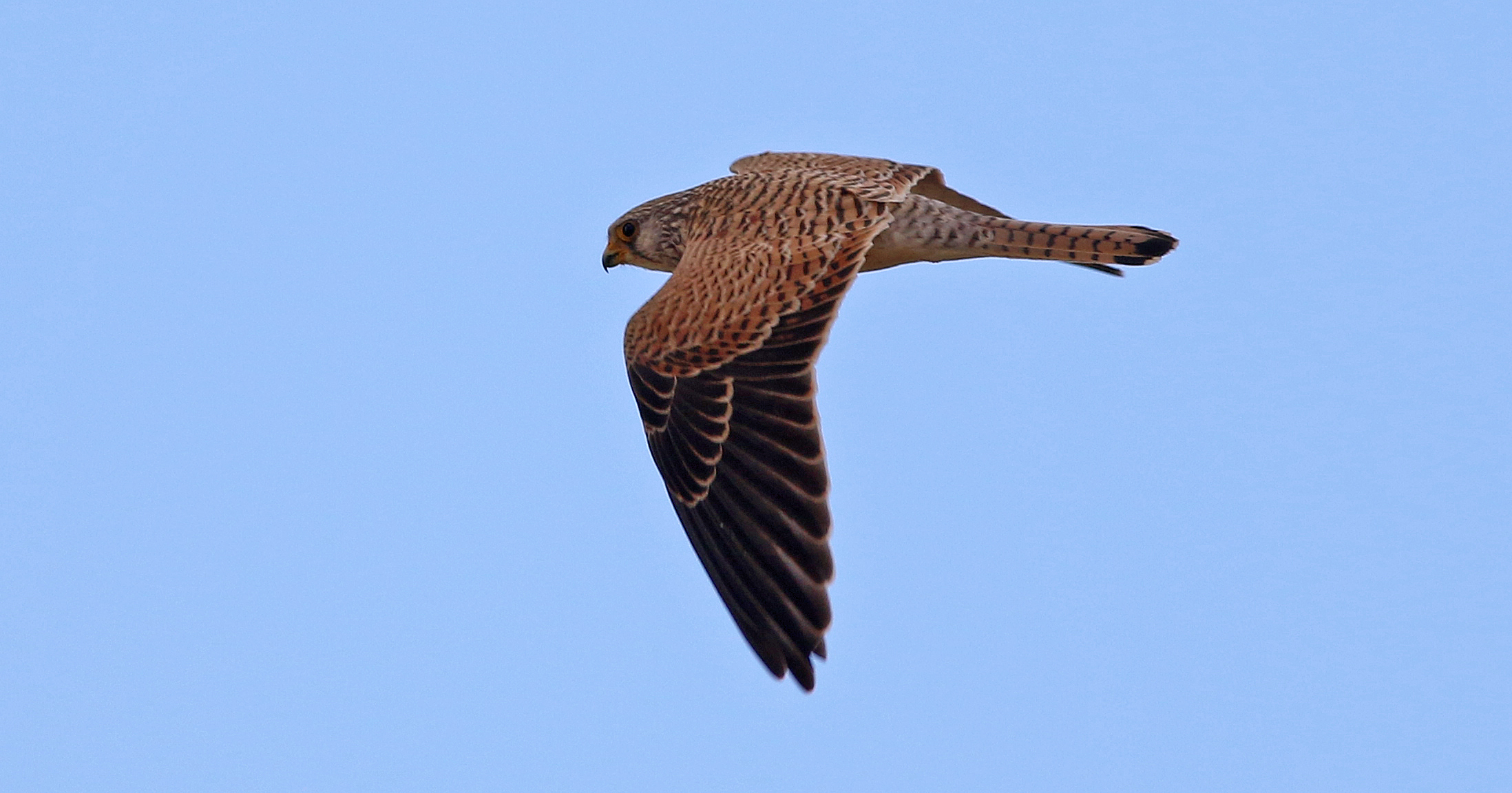 Eurasian Kestrel