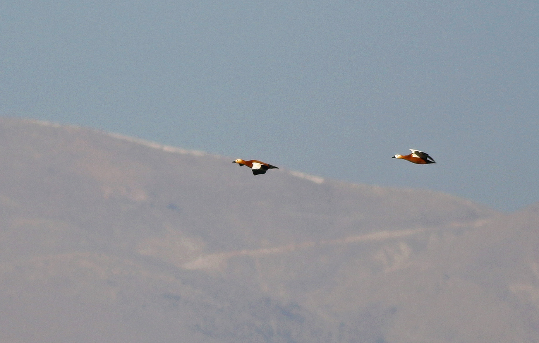 Ruddy Shelduck