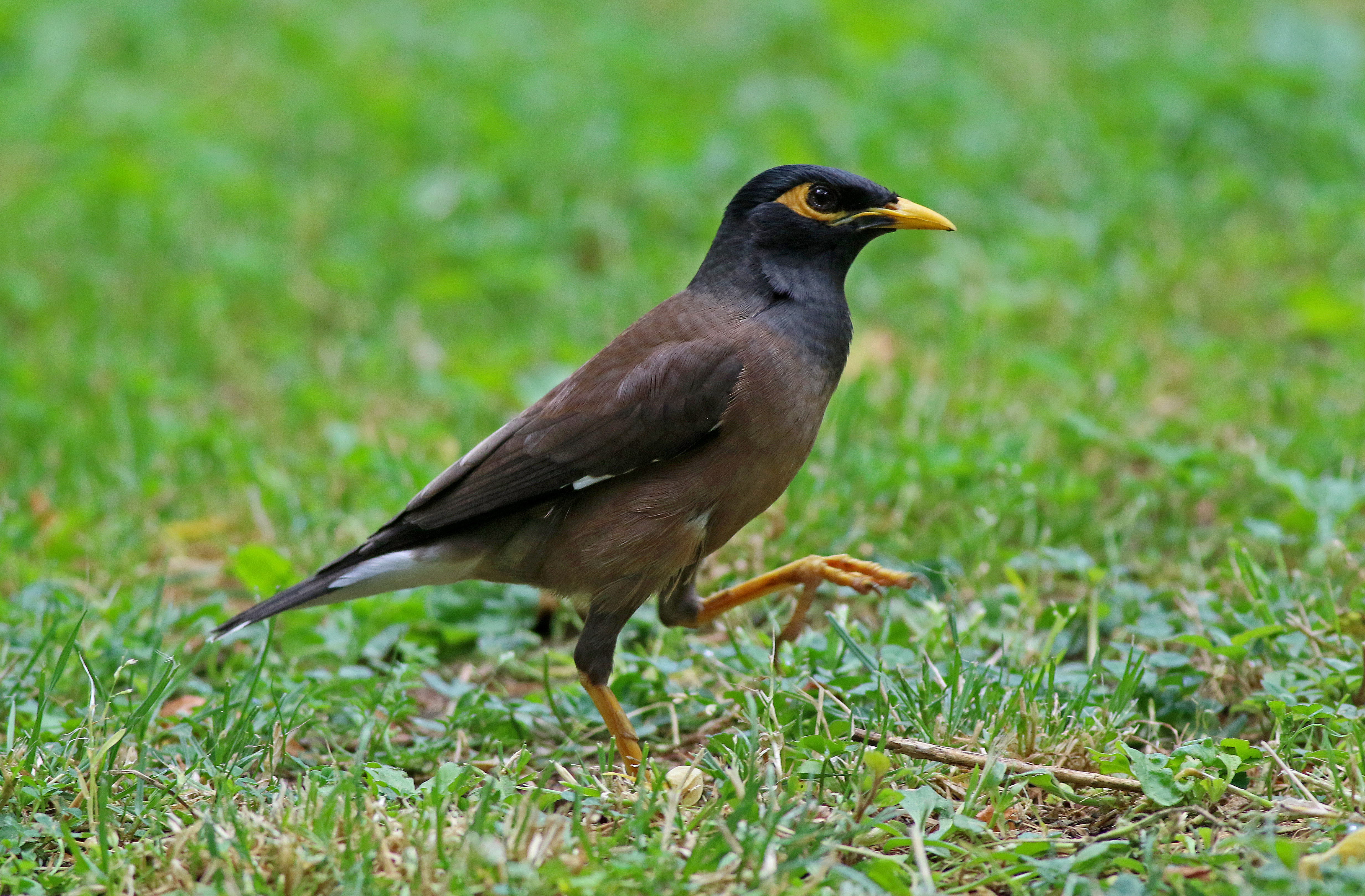 Common Myna