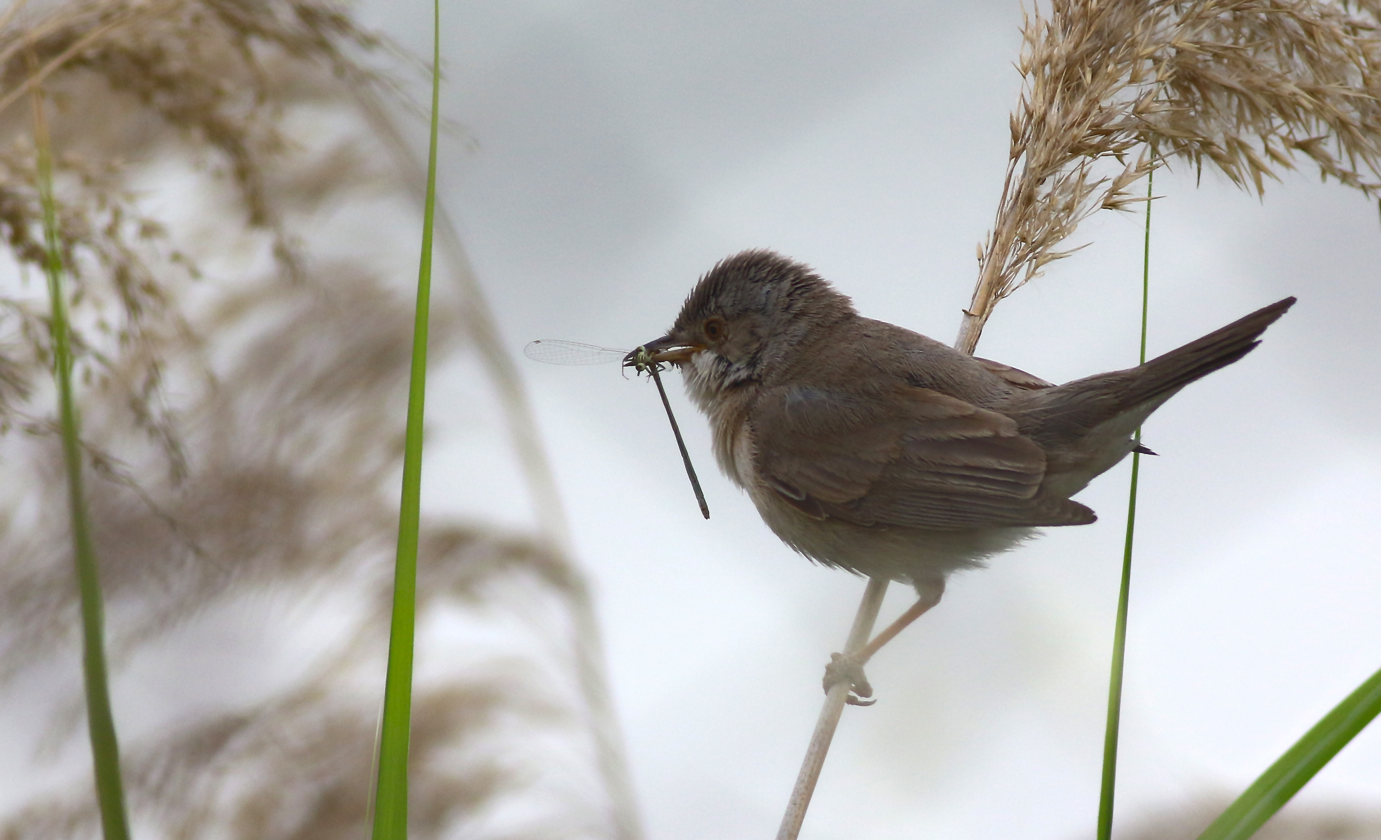 Menetries's Warbler