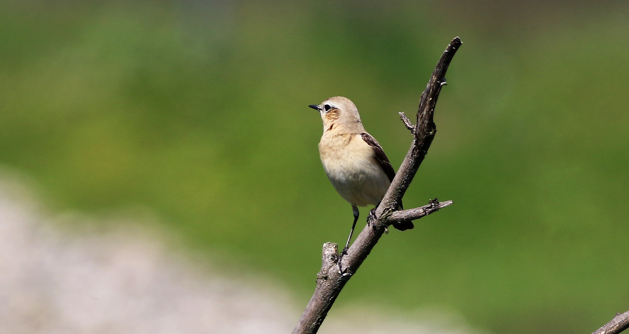 Northern Wheatear