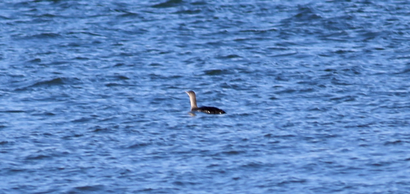 Arctic Loon