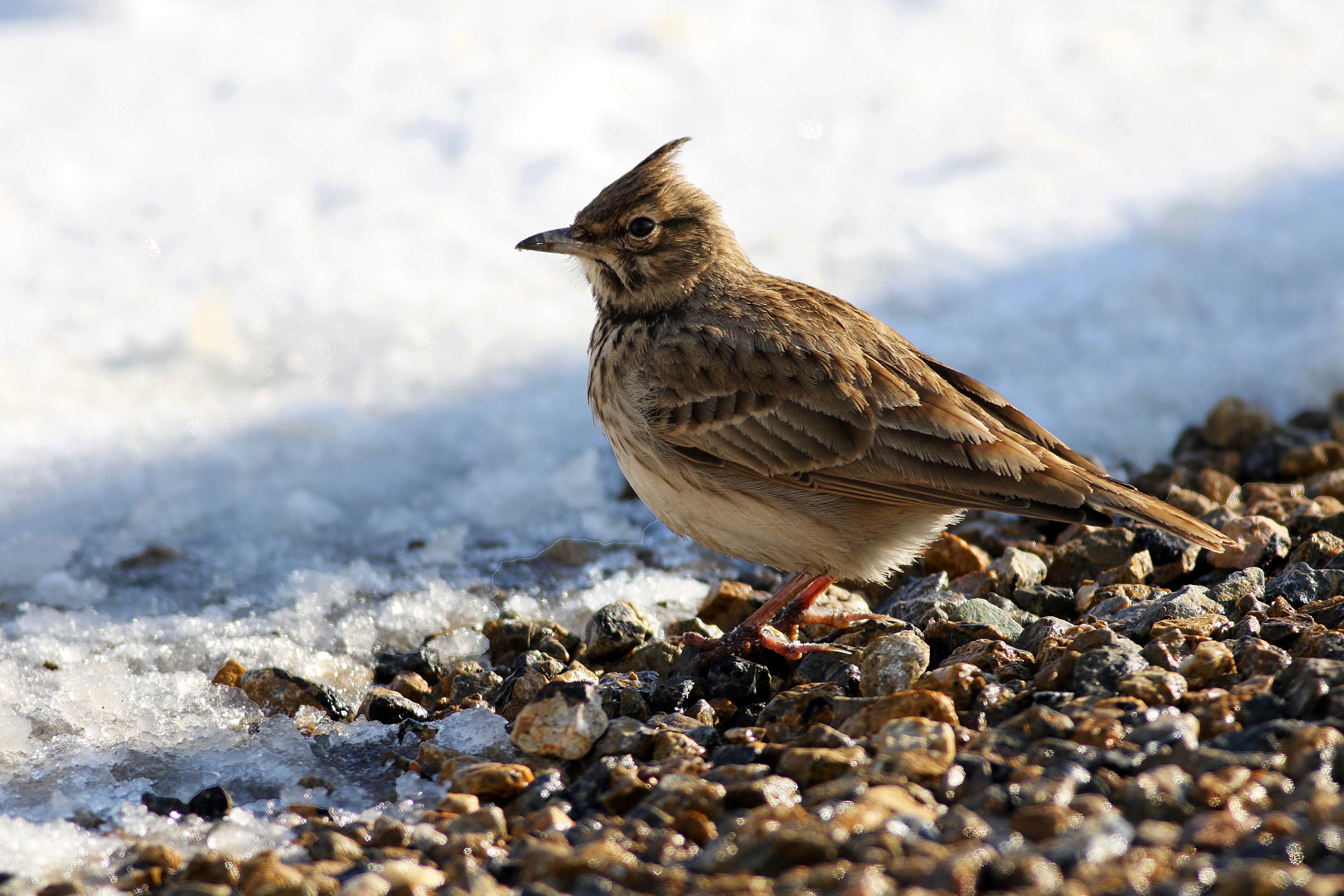 Crested Lark
