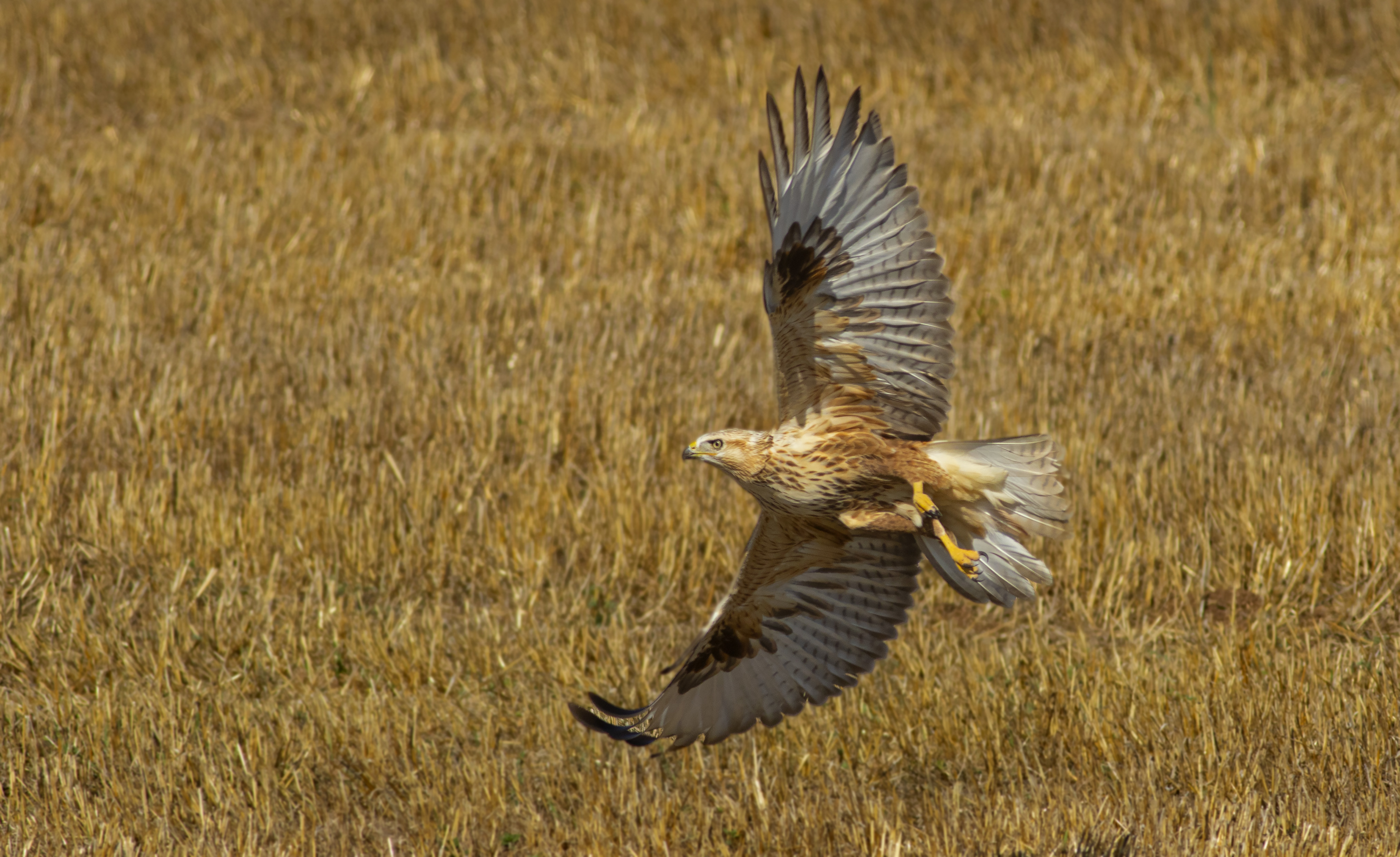Long-legged Buzzard