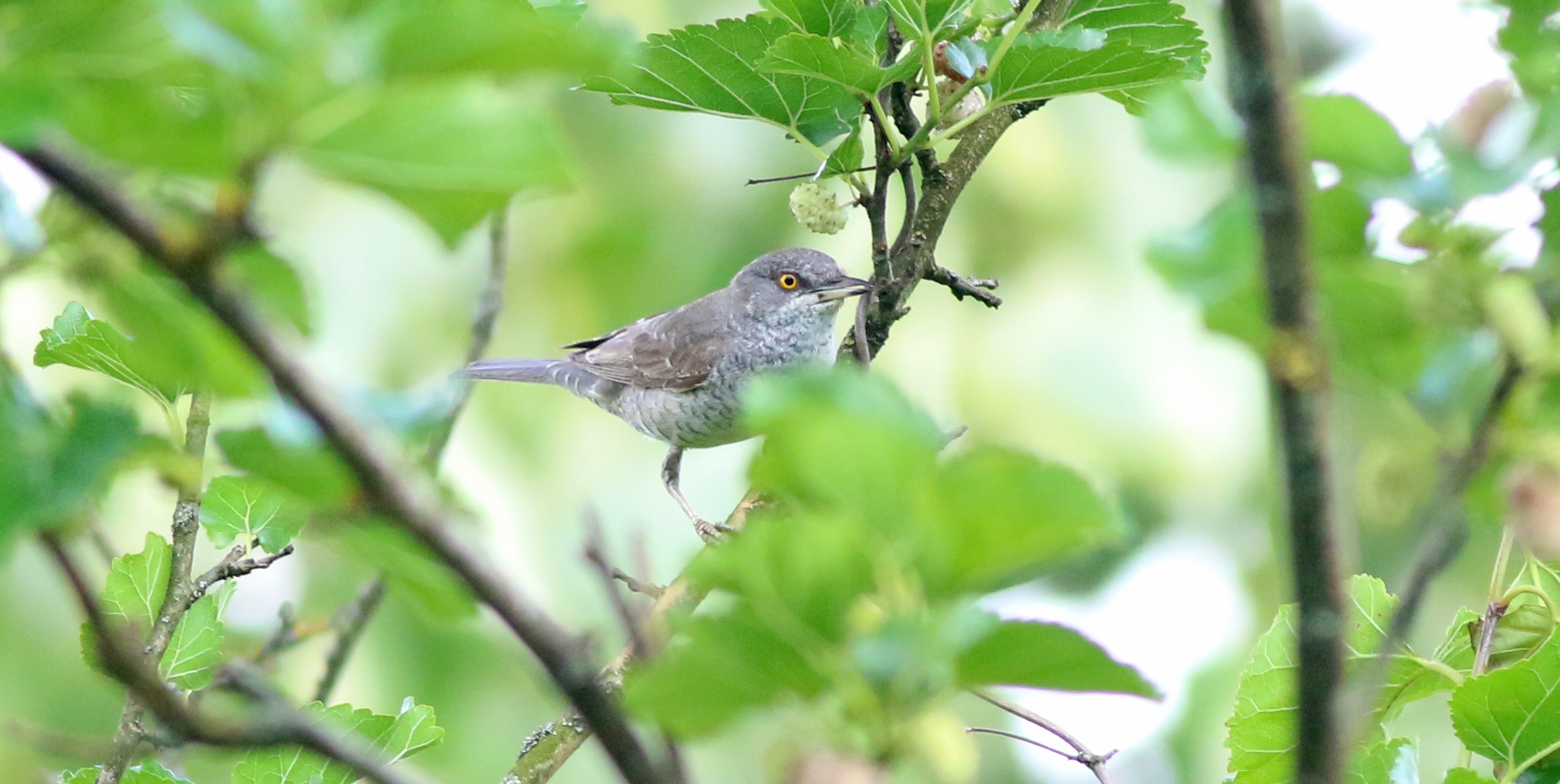 Barred Warbler
